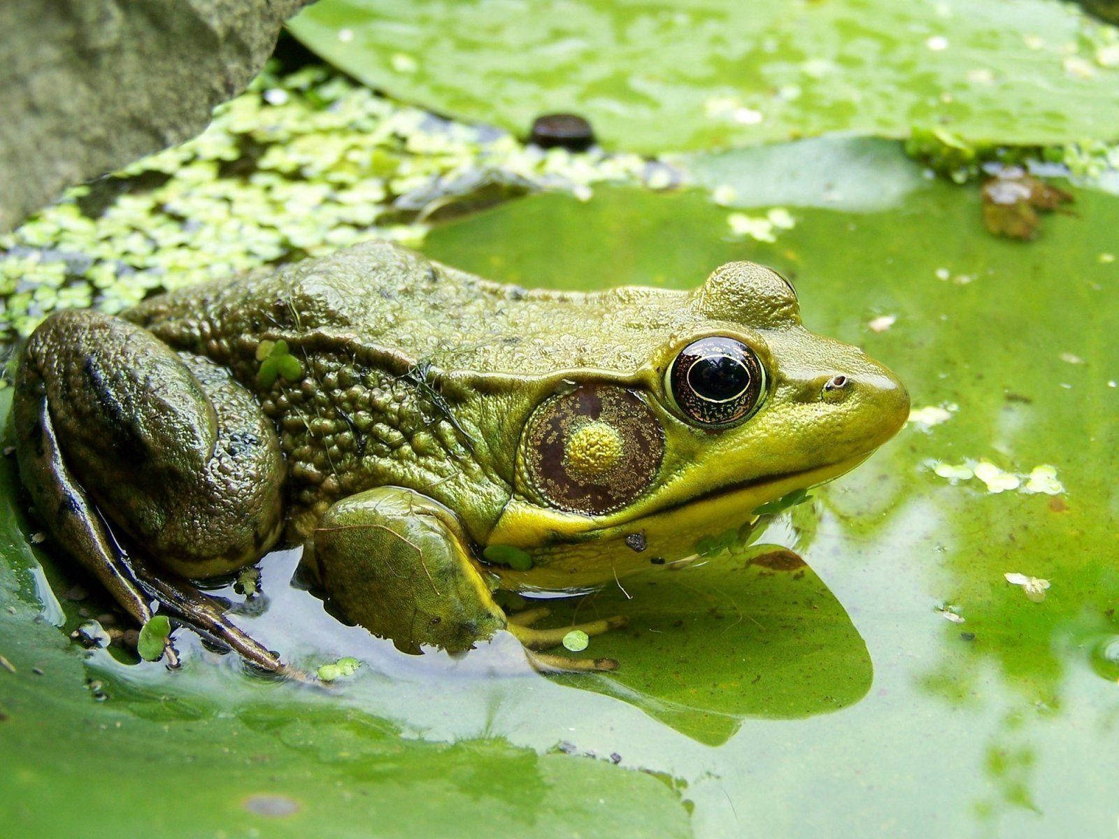 frog, swamp, lily pad, HD Desktop Wallpaper