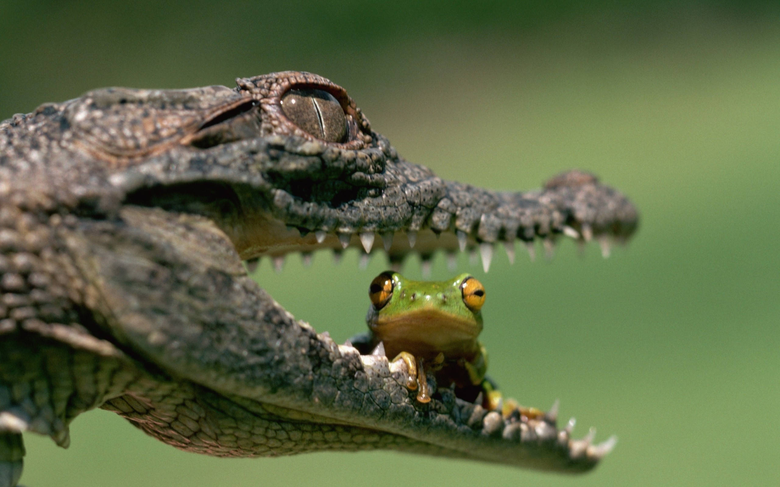 frog, caiman, green tree frog, 2K Desktop Wallpaper