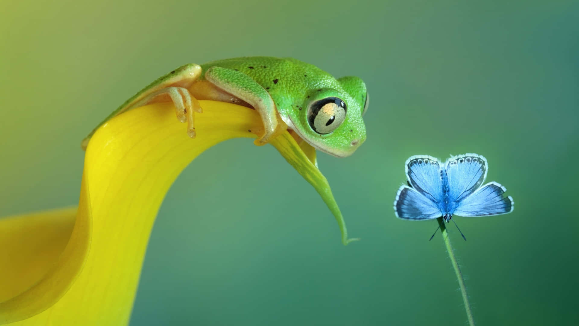 green tree frog, yellow flower petal, delicate blue butterfly, Full HD Desktop Wallpaper