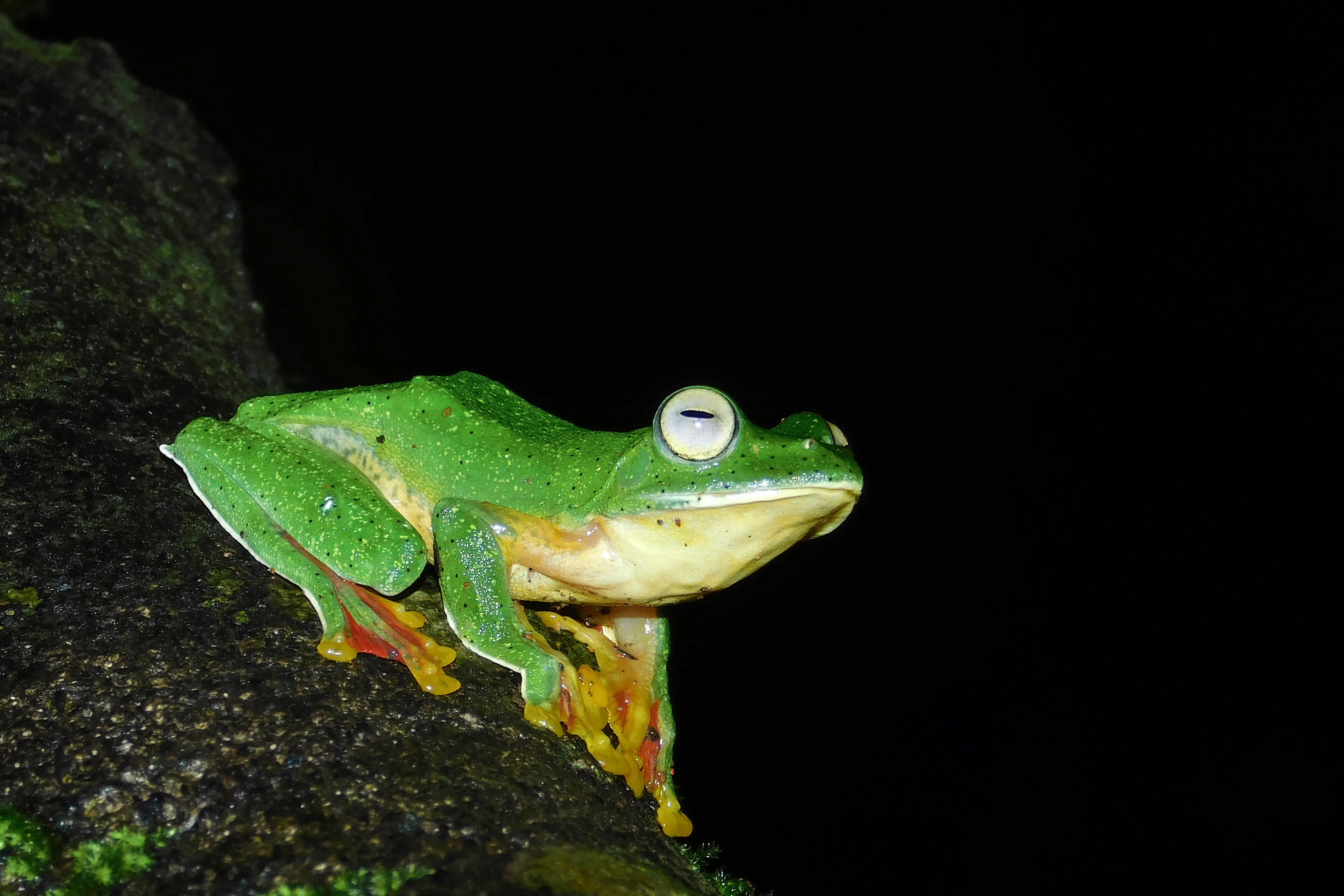 frog, tree, night, 5K Desktop Wallpaper
