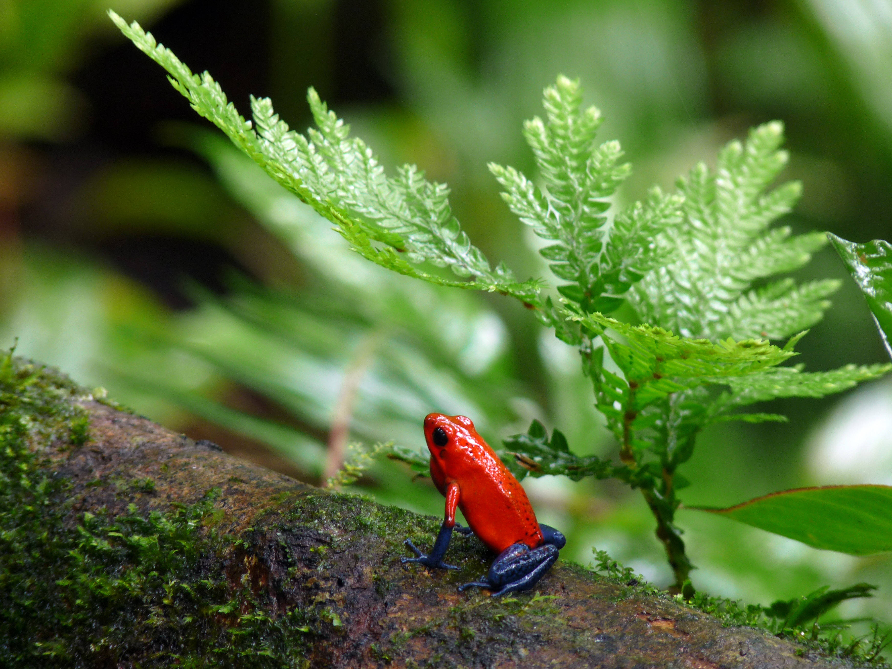 red and blue poison dart frog, mossy log, lush green ferns, 2K Desktop Wallpaper