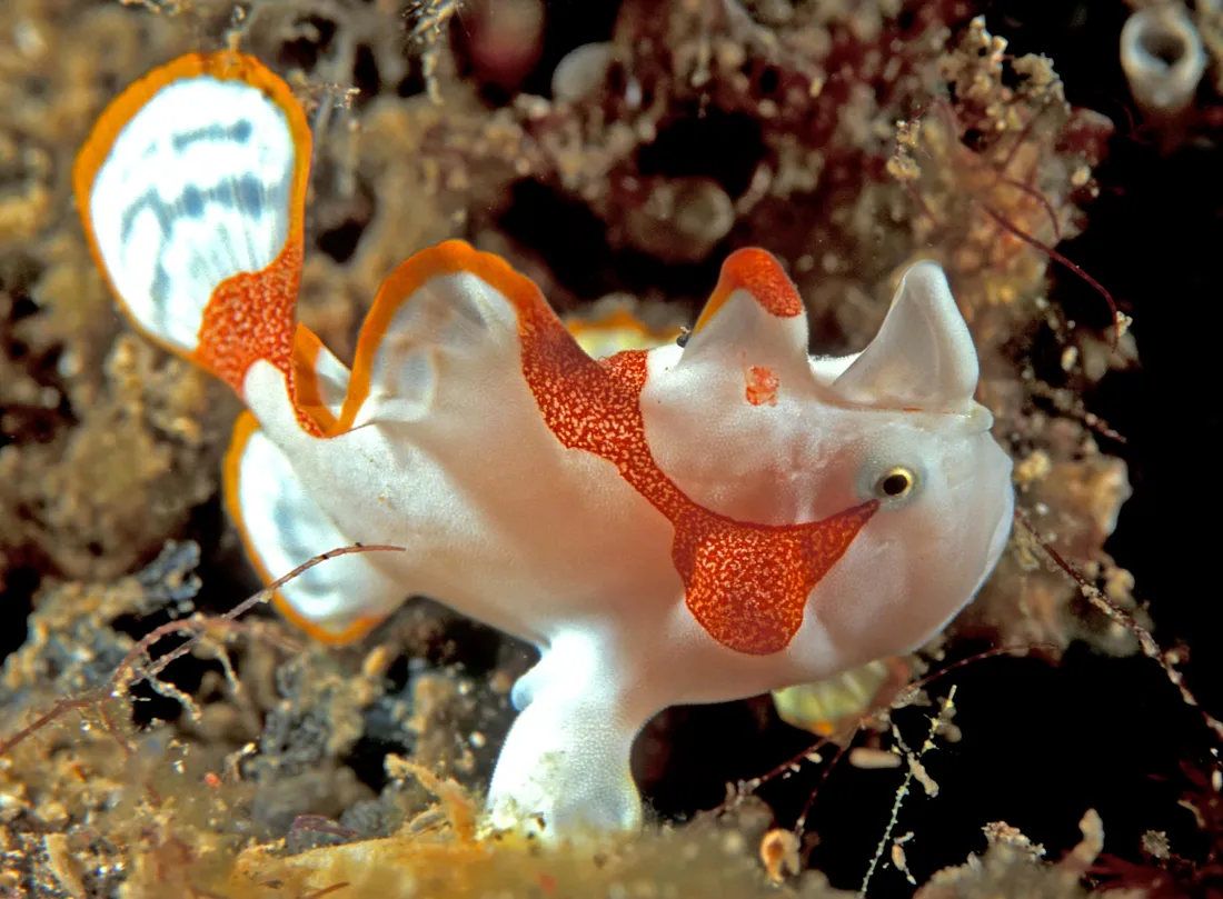 Frogfish