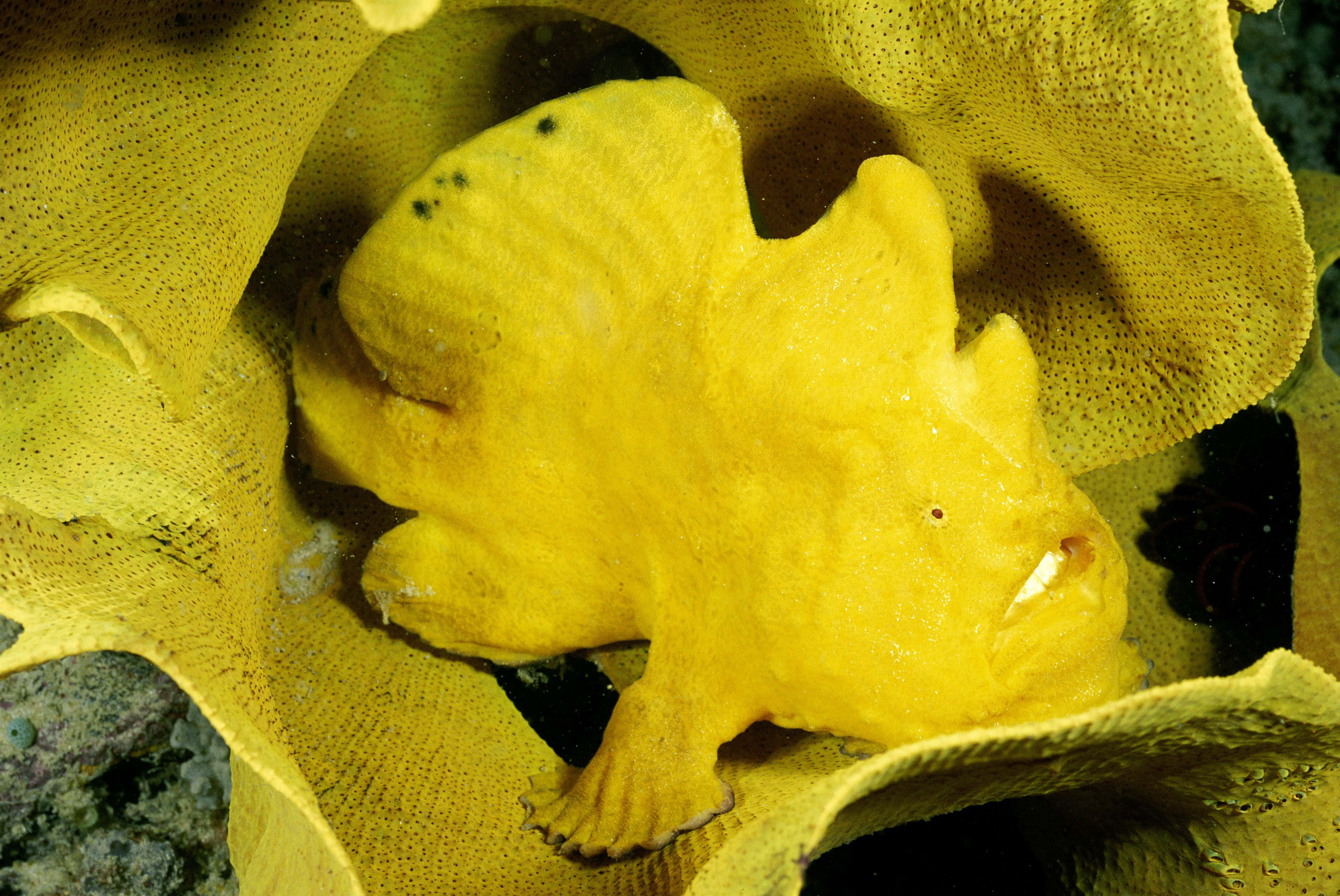 frogfish, yellow coral, textured skin, 4K Desktop Wallpaper