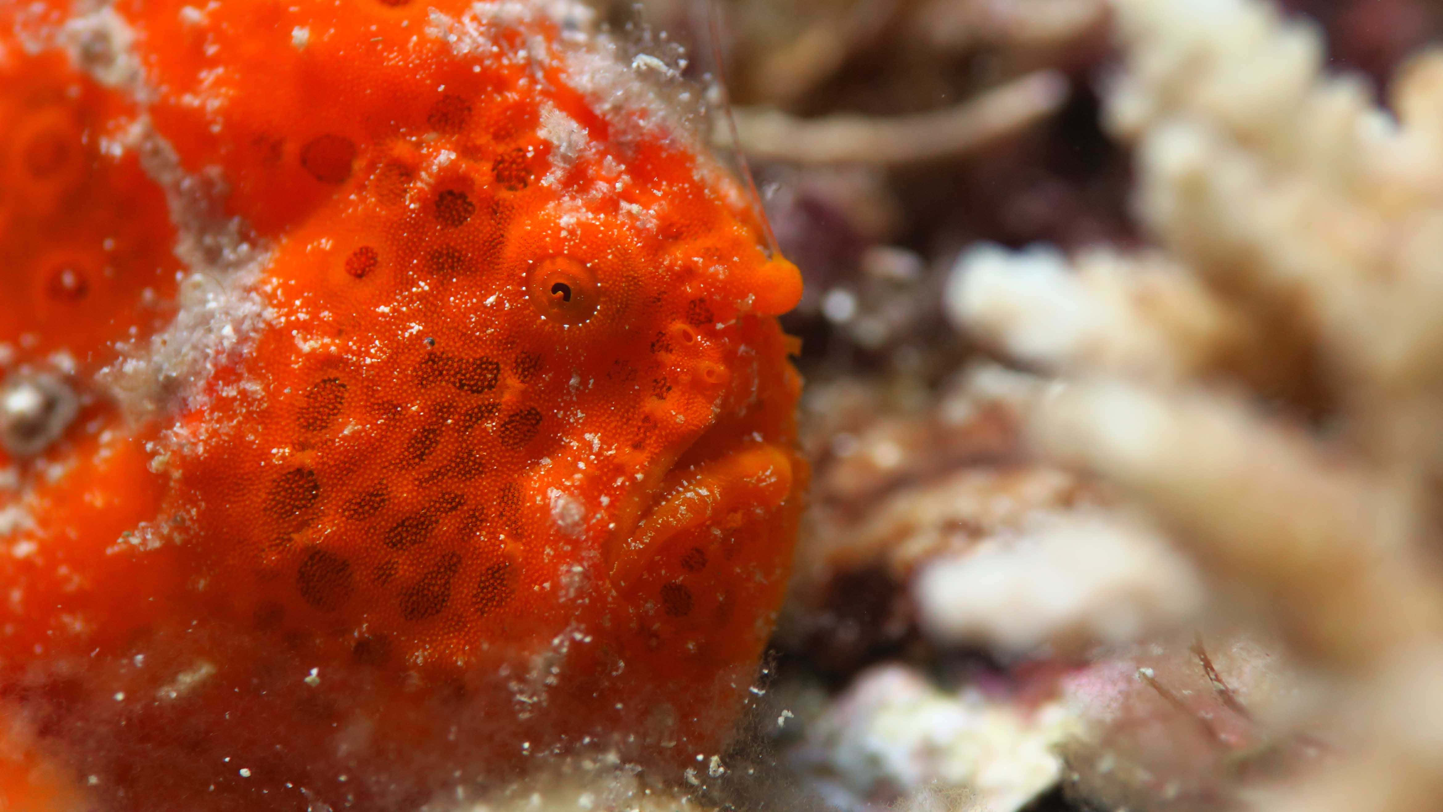 orange frogfish, spotted texture, coral, 4K Desktop Wallpaper