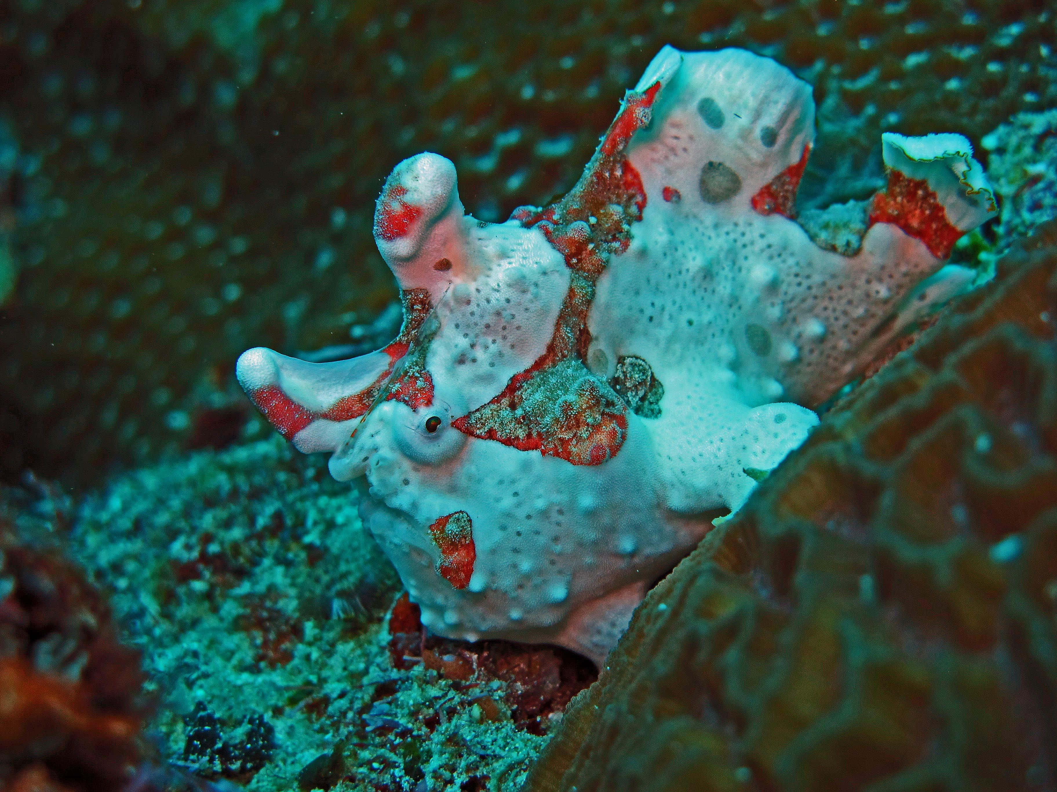 frogfish, pale white, red accents, 2K Desktop Wallpaper