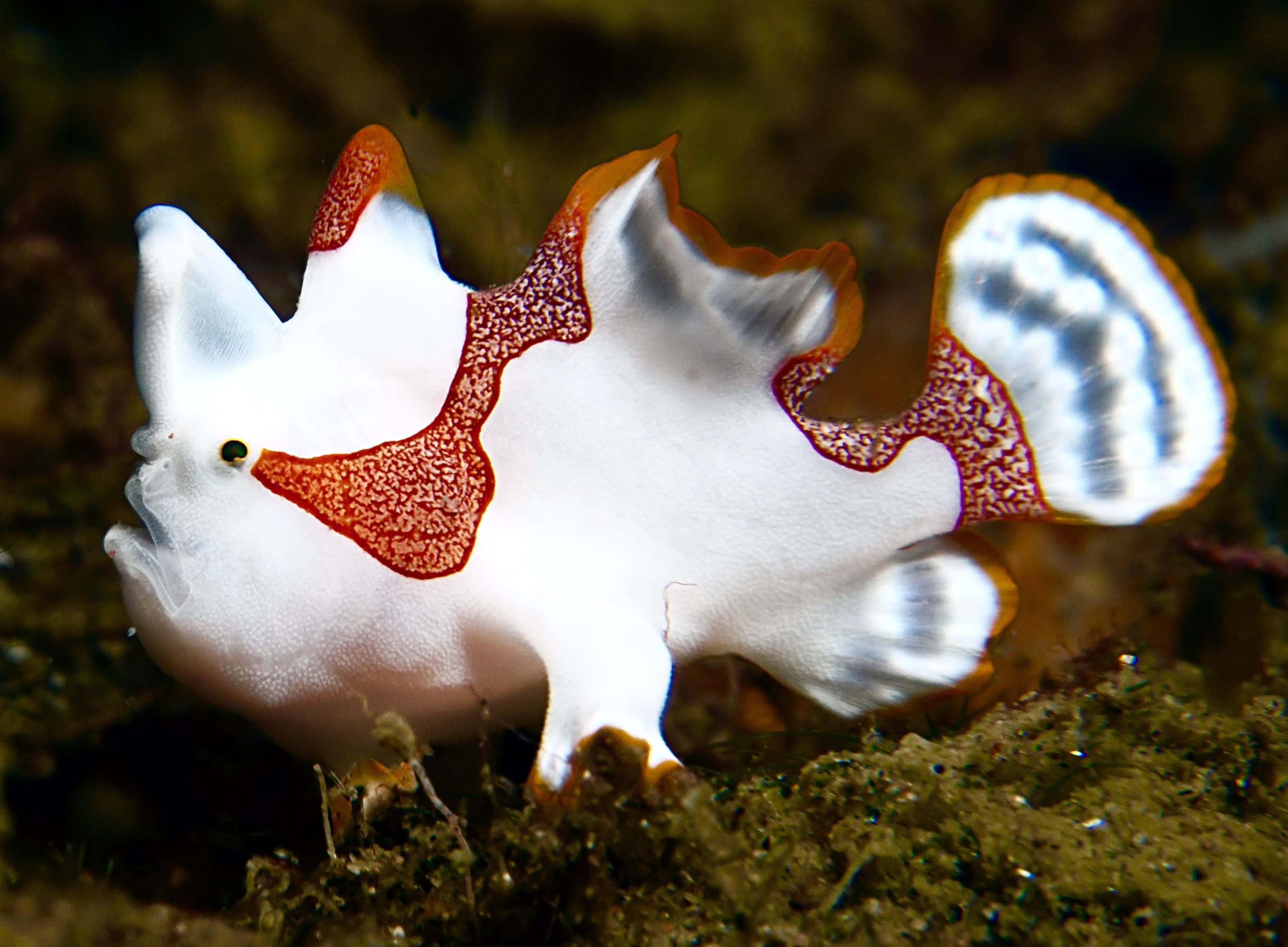 frogfish, white and orange spotted, textured skin, 2K Desktop Wallpaper