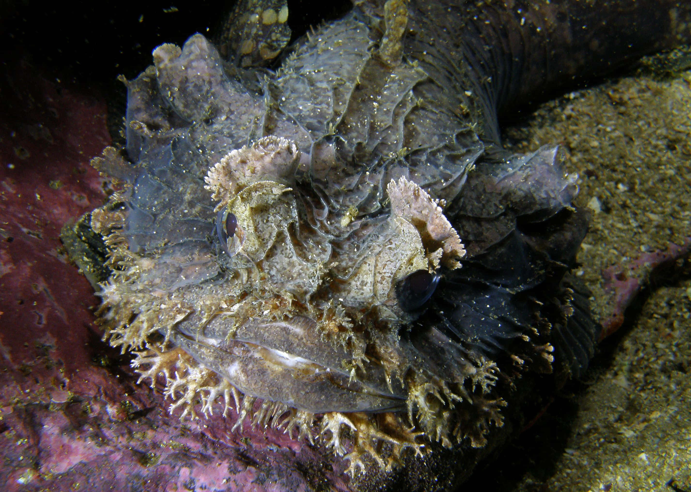 camouflaged frogfish, colorful coral reef, dim underwater light, 2K Desktop Wallpaper