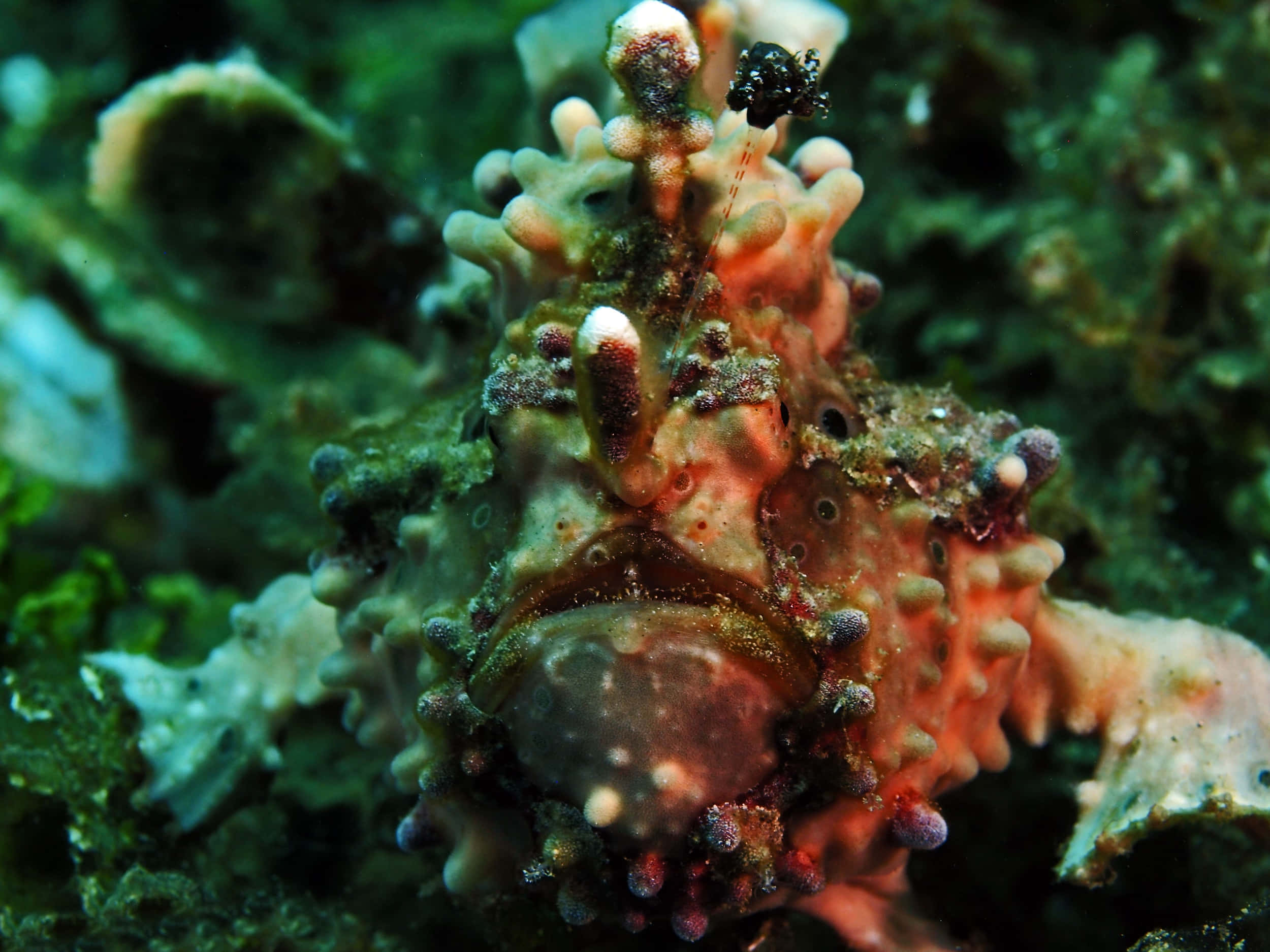 frogfish, bumpy pink and green skin, coral reef, Full HD Desktop Wallpaper
