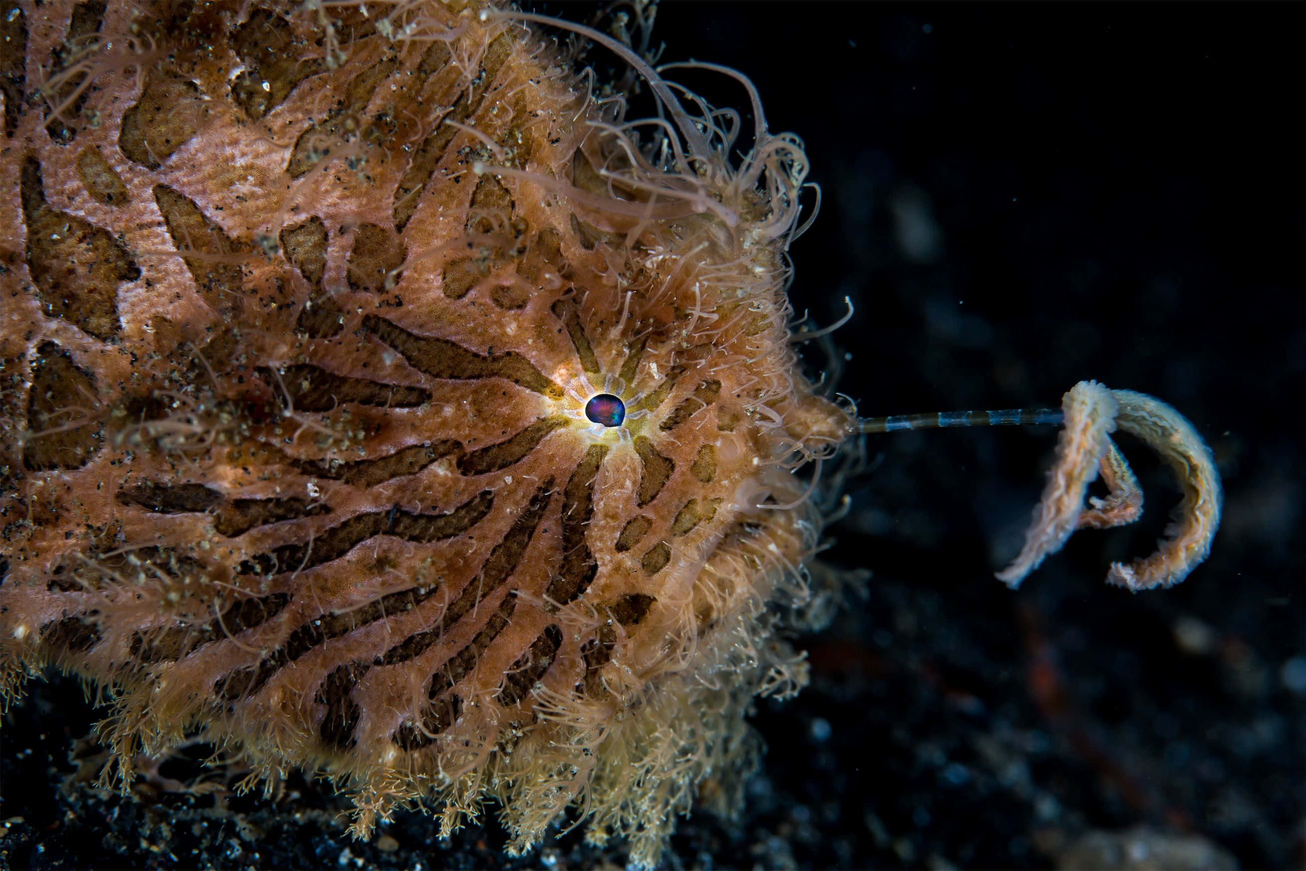 frogfish, orange and brown patterns, glowing blue eye, 2K Desktop Wallpaper