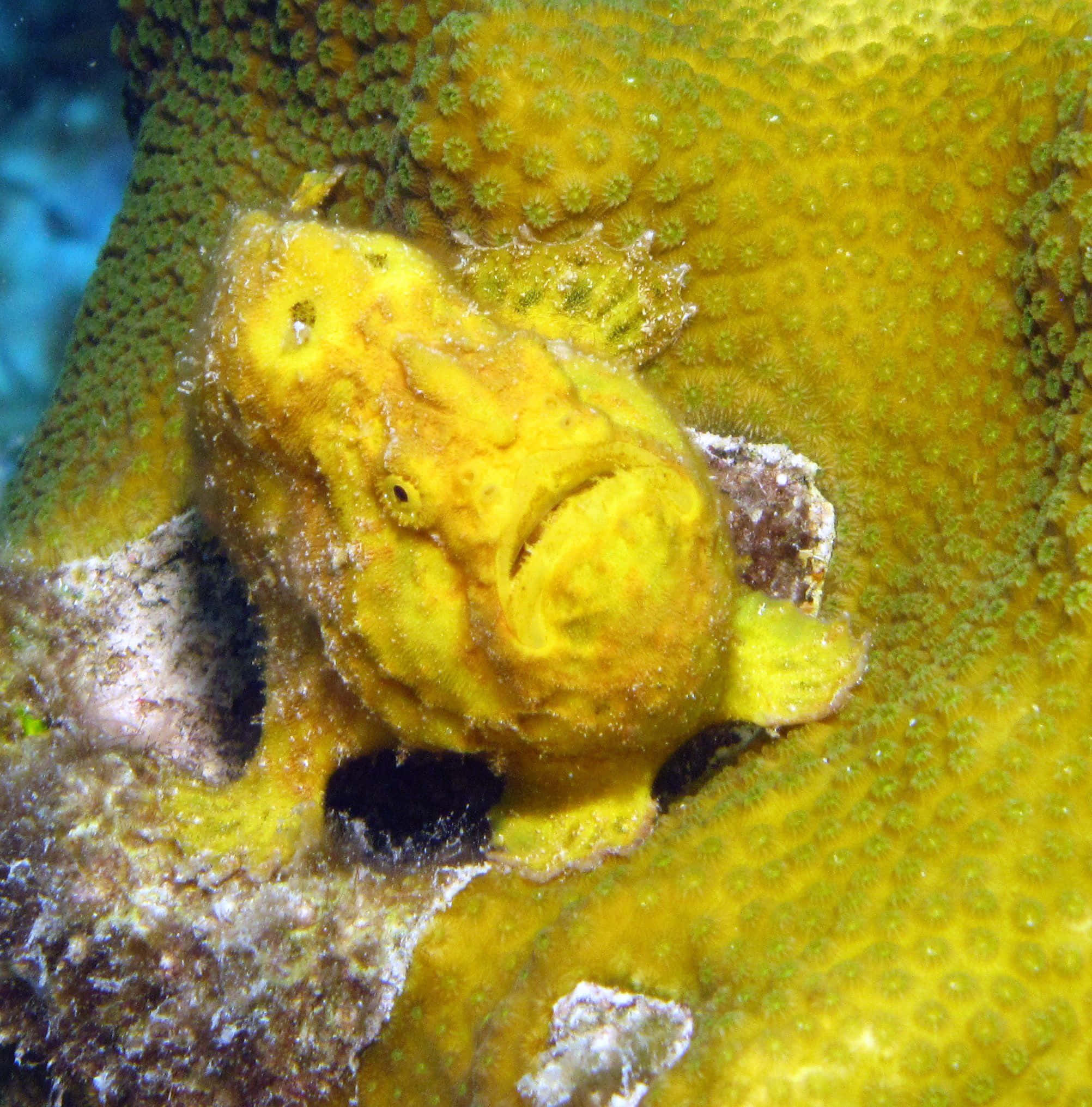 yellow frogfish, vibrant green coral, clear underwater waters, Full HD Phone Wallpaper