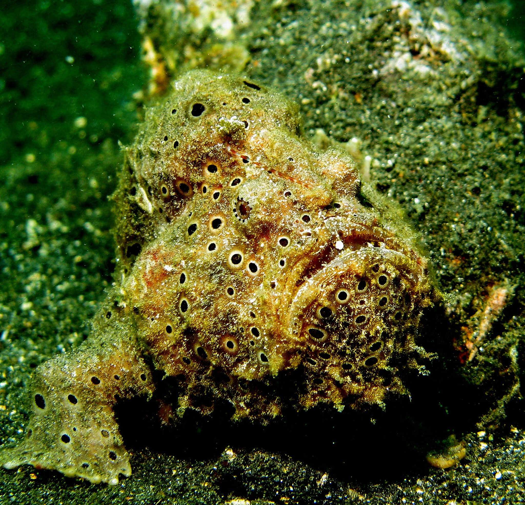 frogfish, sandy ocean floor, rocks, Full HD Desktop Wallpaper