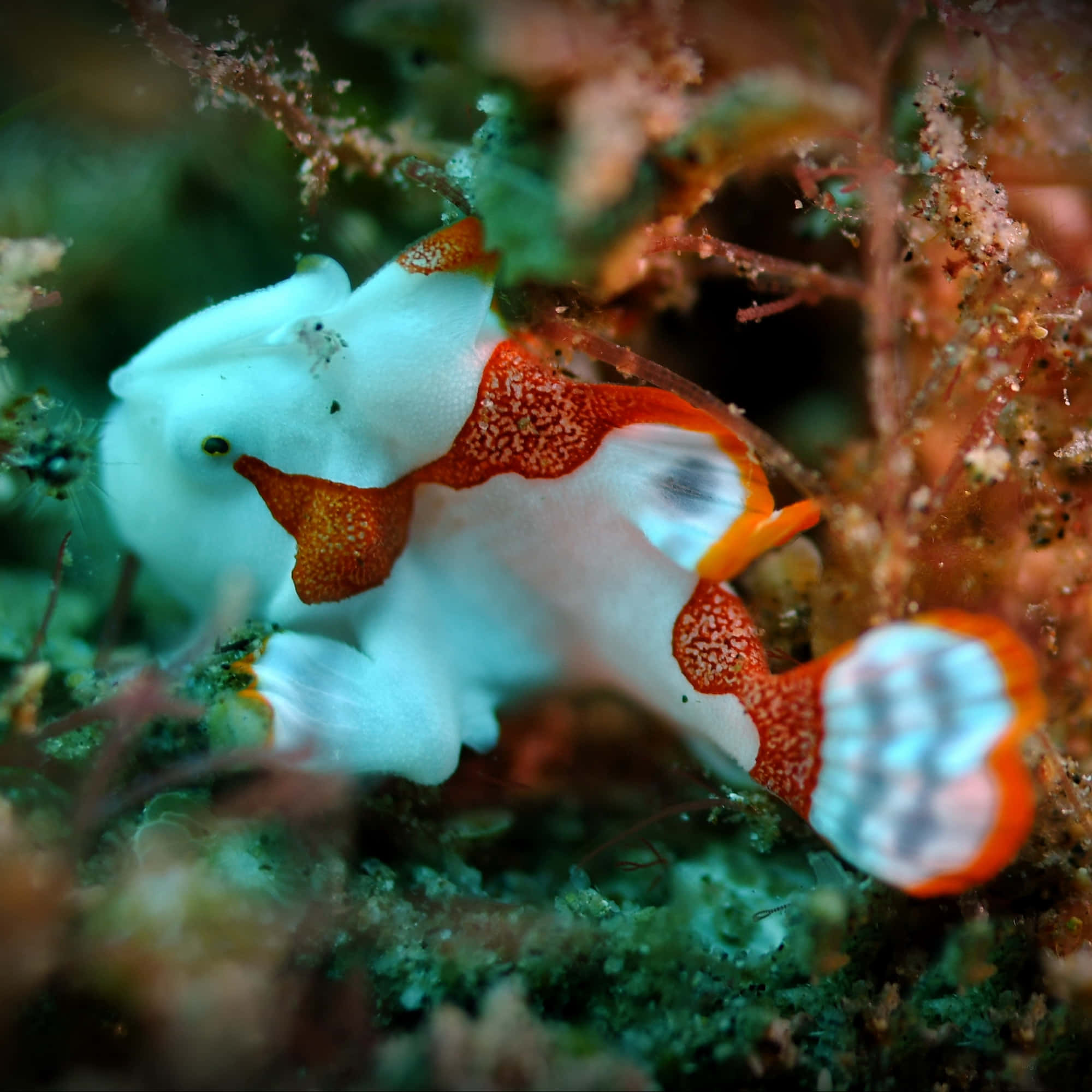 frogfish, orange and white, green coral, Full HD Desktop Wallpaper