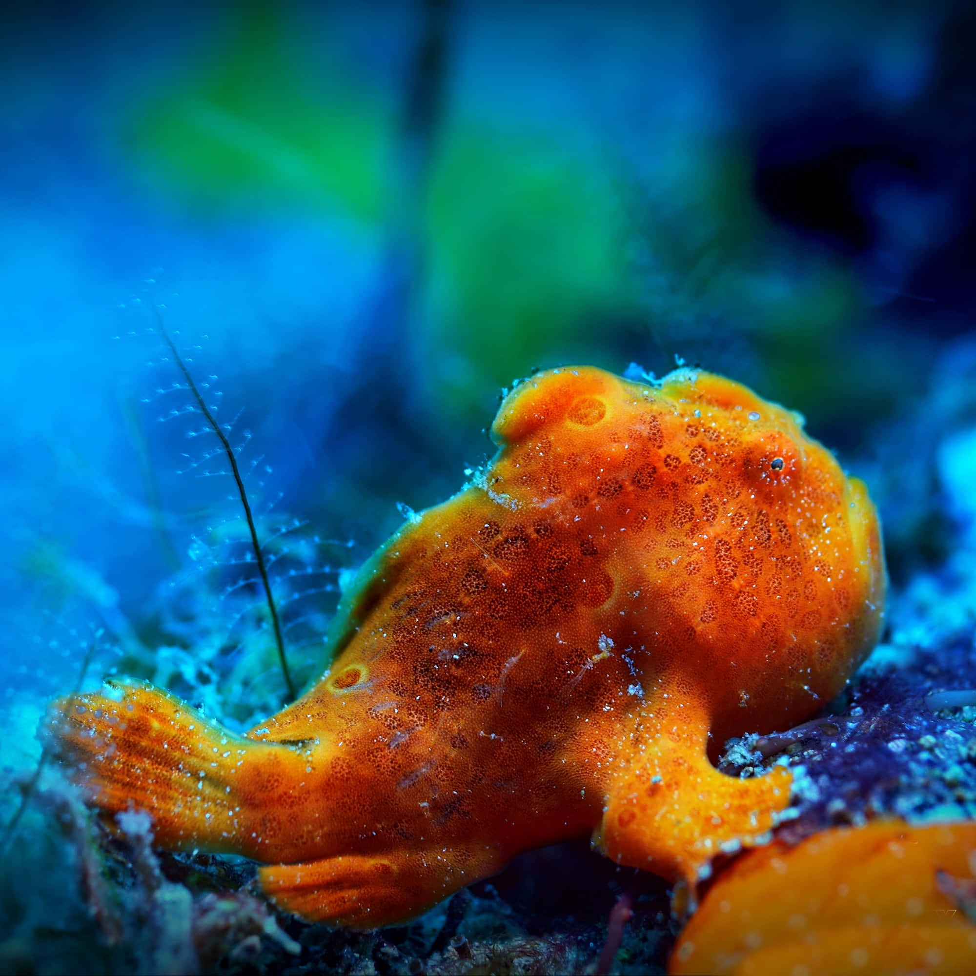 vibrant orange frogfish, coral reef, deep blue ocean water, Full HD Desktop Wallpaper