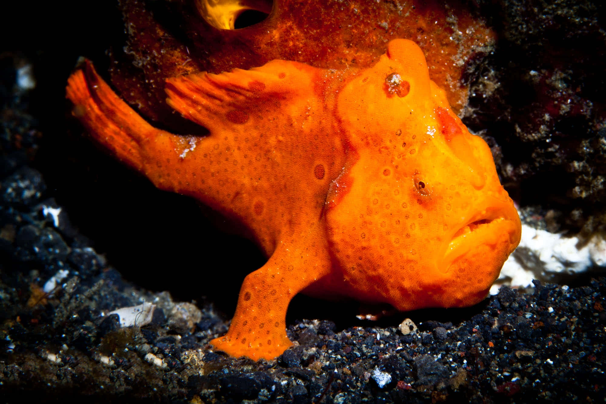 Frogfish, vibrant orange, bumpy texture, Full HD Desktop Wallpaper