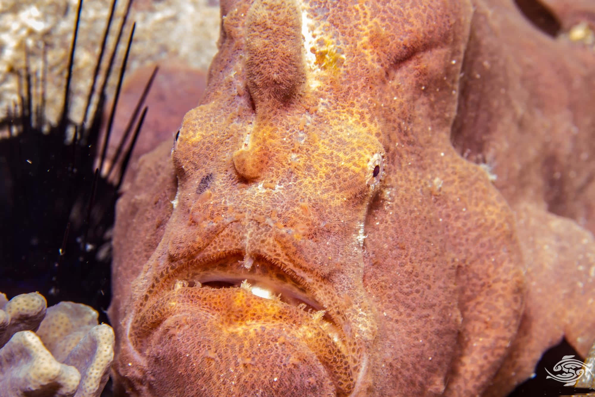 frogfish, orange, textured, Full HD Desktop Wallpaper