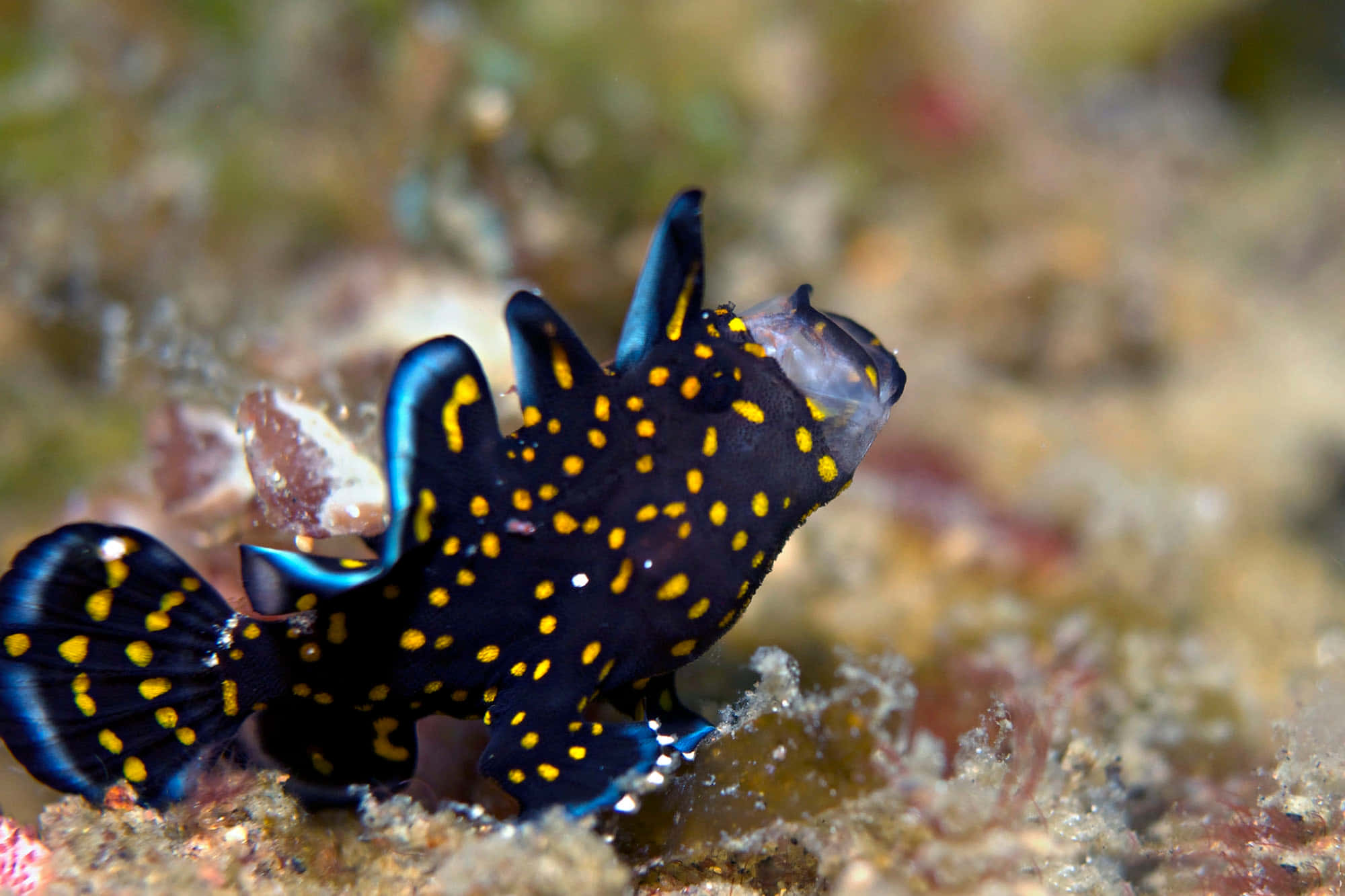 frogfish, black and yellow spotted, blue accents, Full HD Desktop Wallpaper