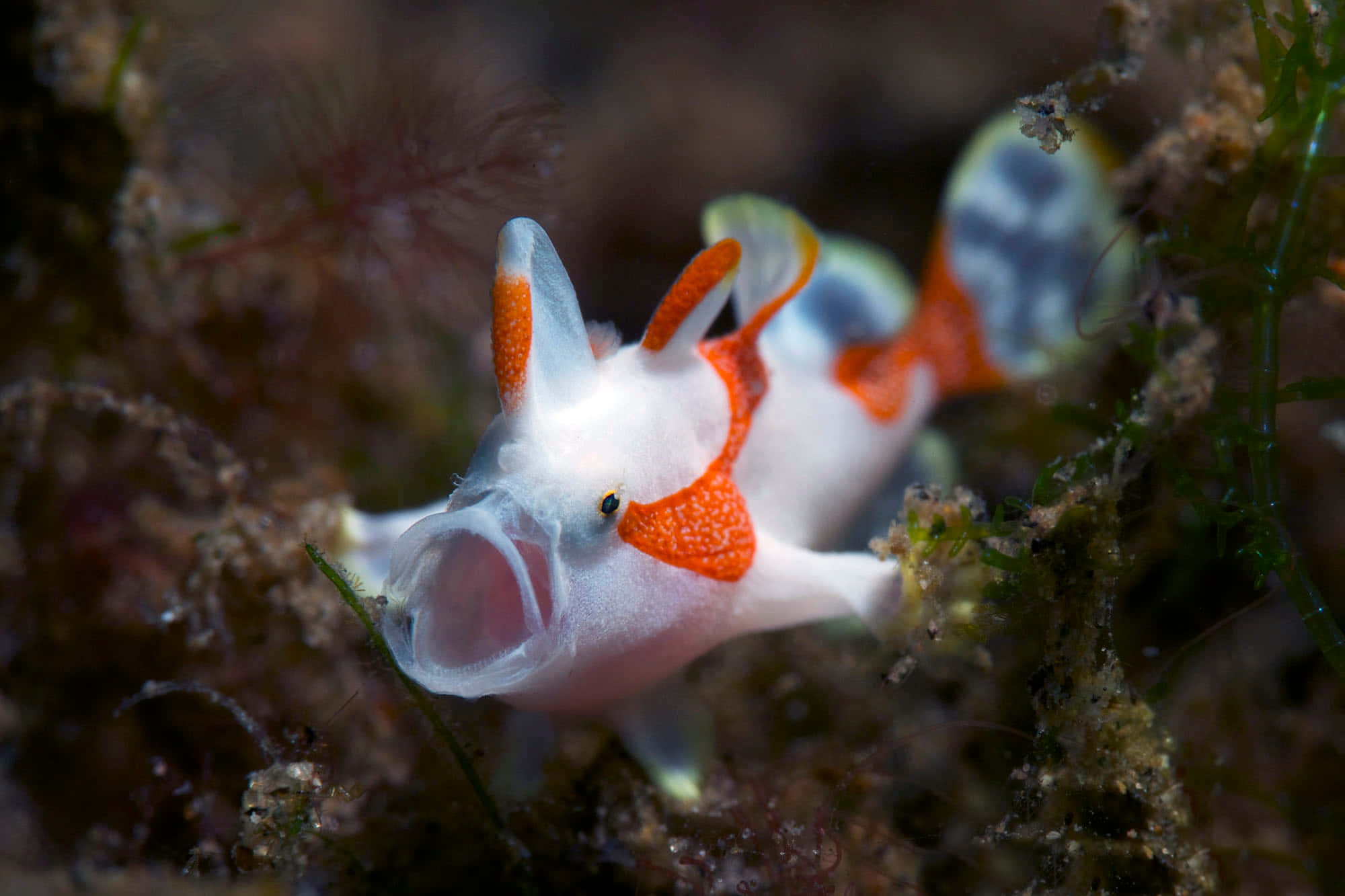 frogfish, orange and white, wide open mouth, Full HD Desktop Wallpaper