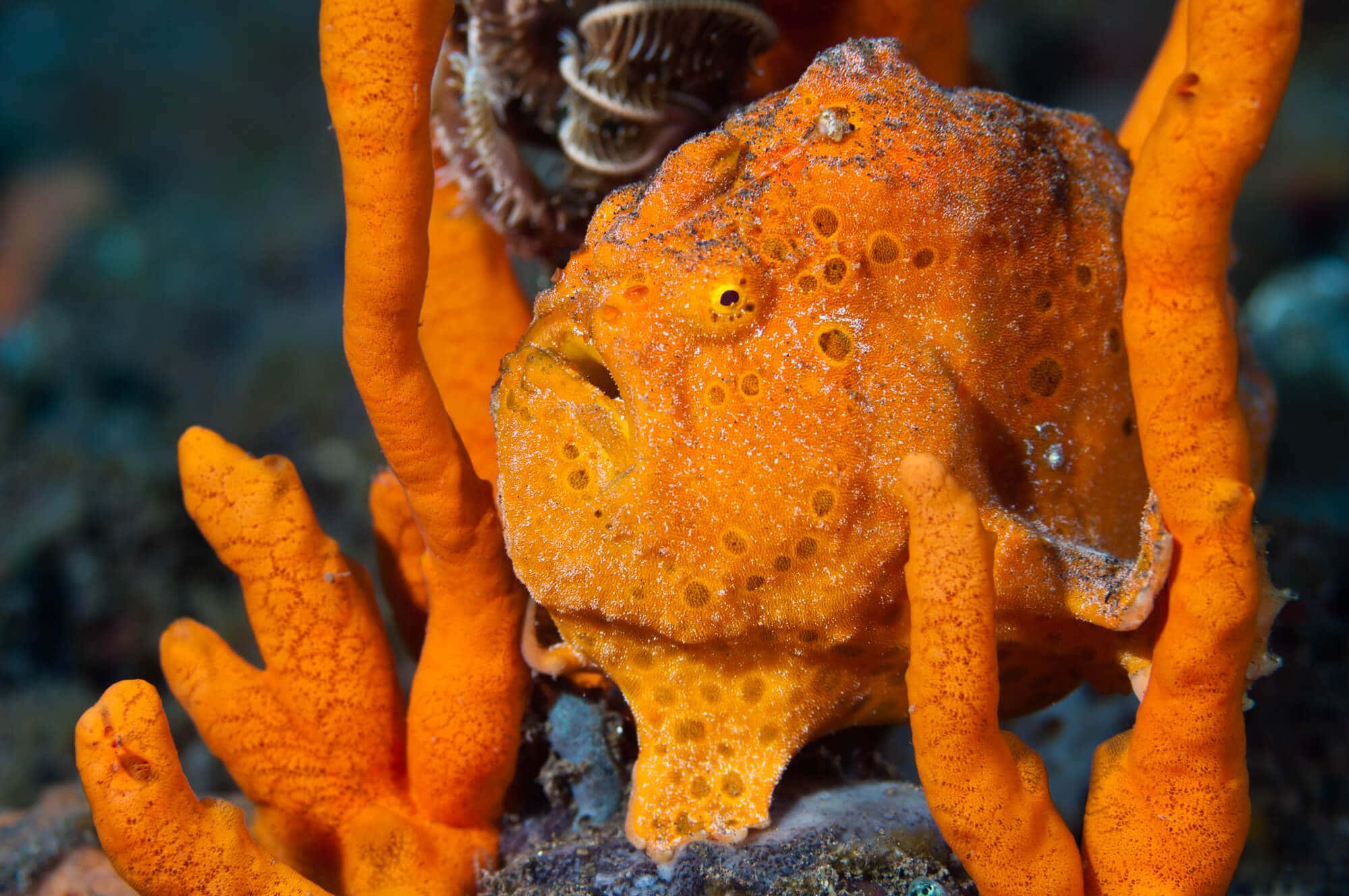 orange frogfish, bright orange coral, deep underwater scene, Full HD Desktop Wallpaper