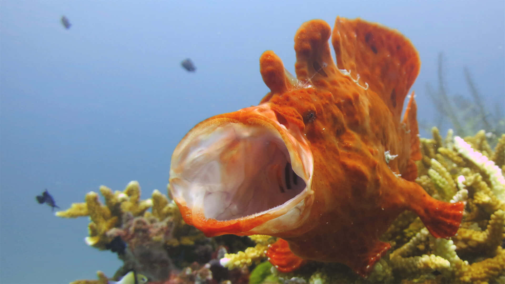 orange frogfish, gaping mouth, colorful coral, Full HD Desktop Wallpaper