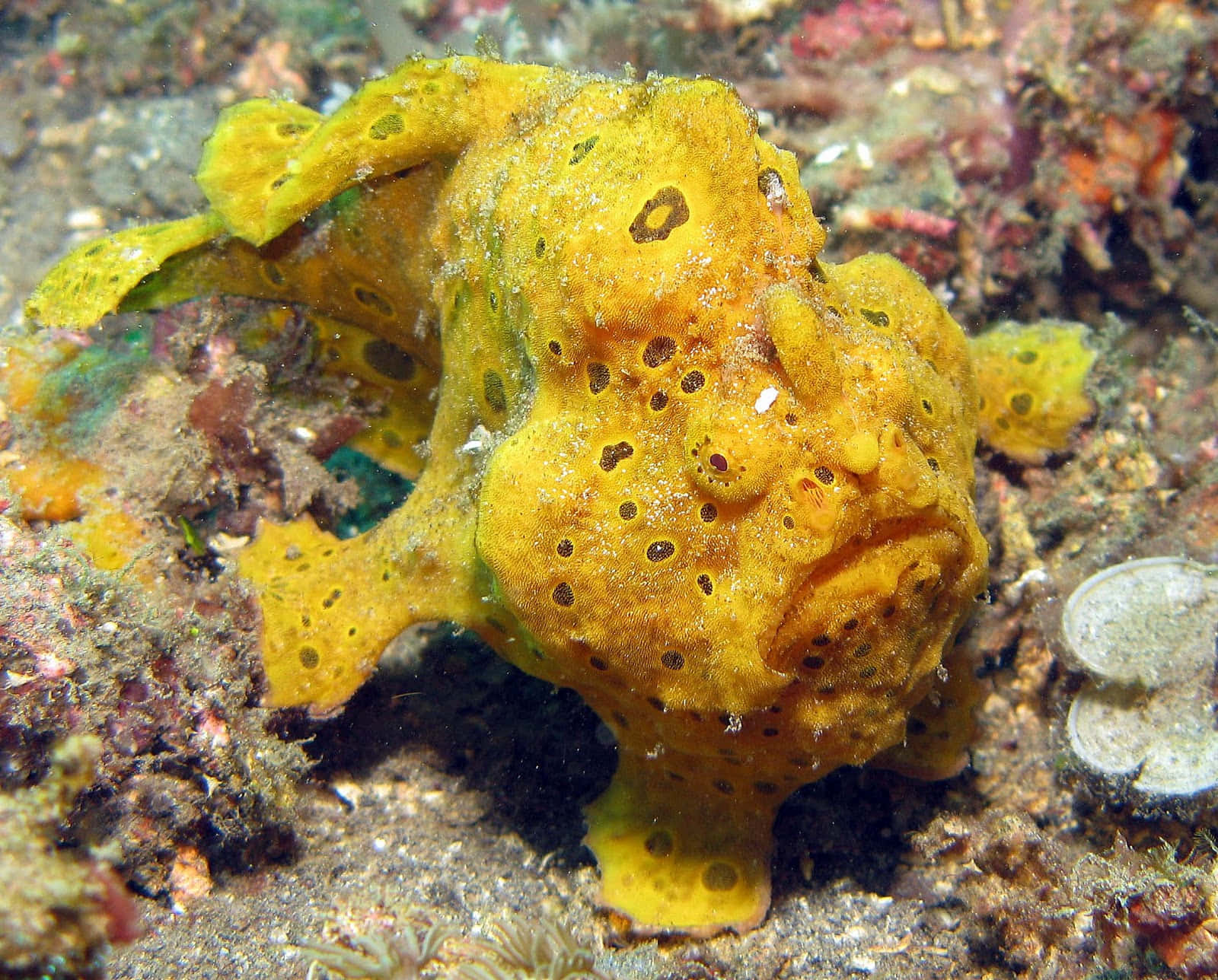 yellow frogfish, dark spots, colorful coral, HD Desktop Wallpaper