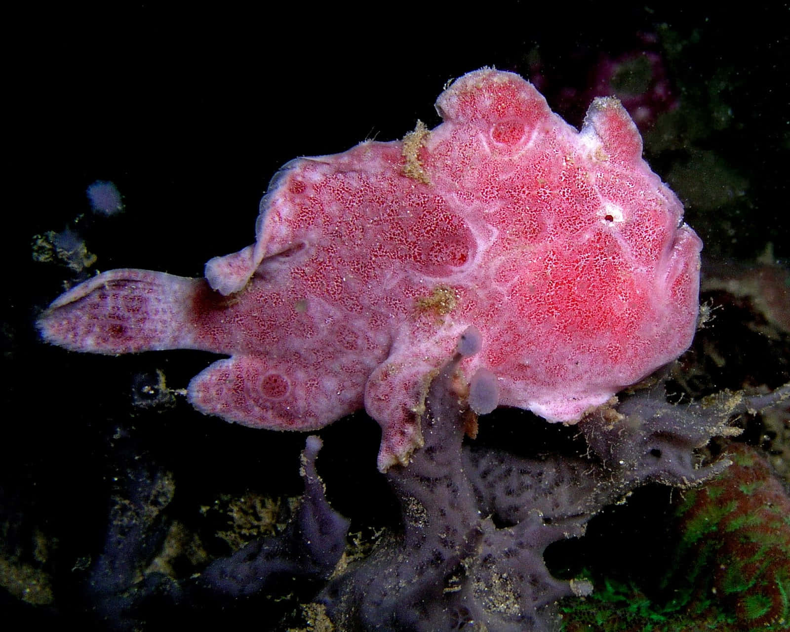 pink frogfish, coral, sponges, HD Desktop Wallpaper