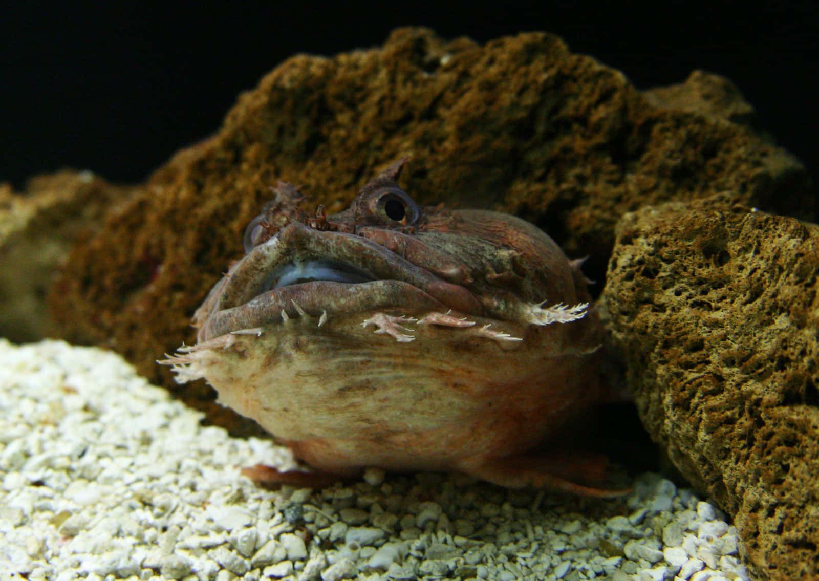 frogfish, spiky lips, large eyes, HD Desktop Wallpaper
