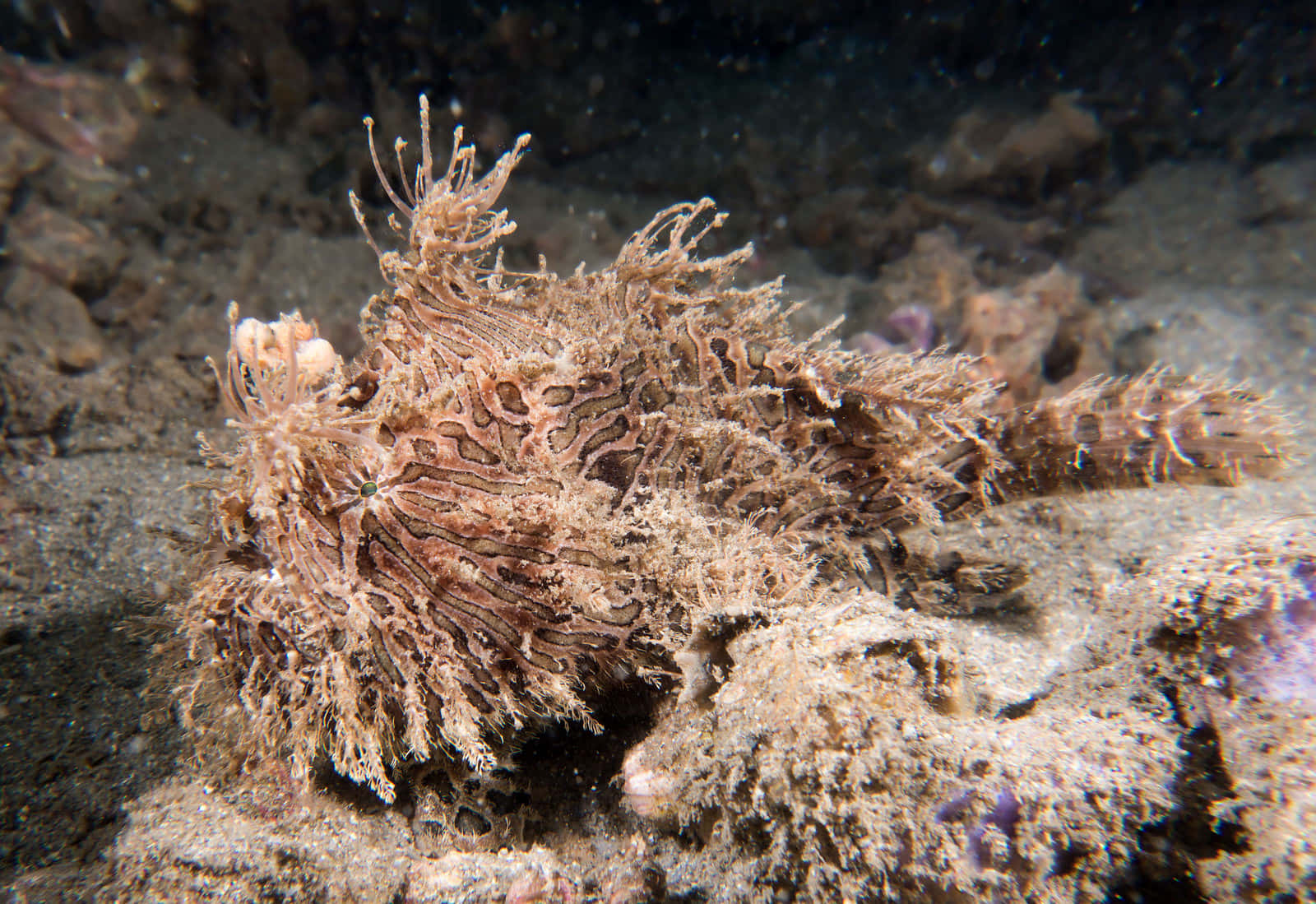 frogfish, camouflaged, feathery appendages, HD Desktop Wallpaper