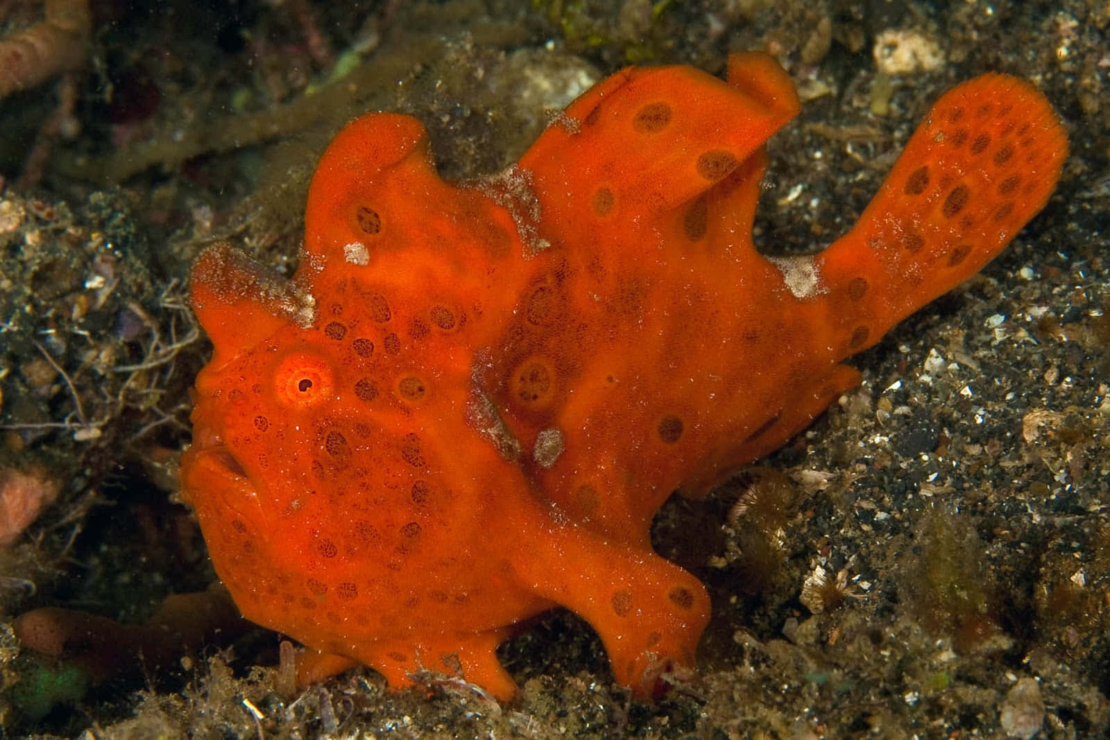 orange frogfish, spotted texture, dark sandy ocean floor, HD Desktop Wallpaper