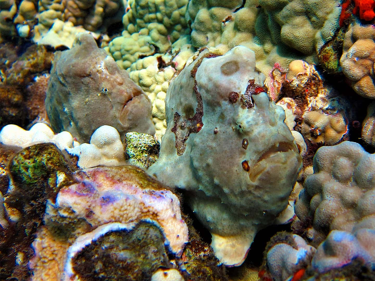 frogfish, coral reef, textured surfaces, HD Desktop Wallpaper