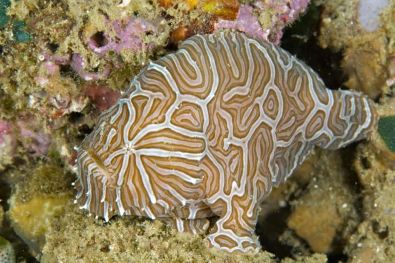 frogfish, coral reef, white and brown patterns, HD Desktop Wallpaper