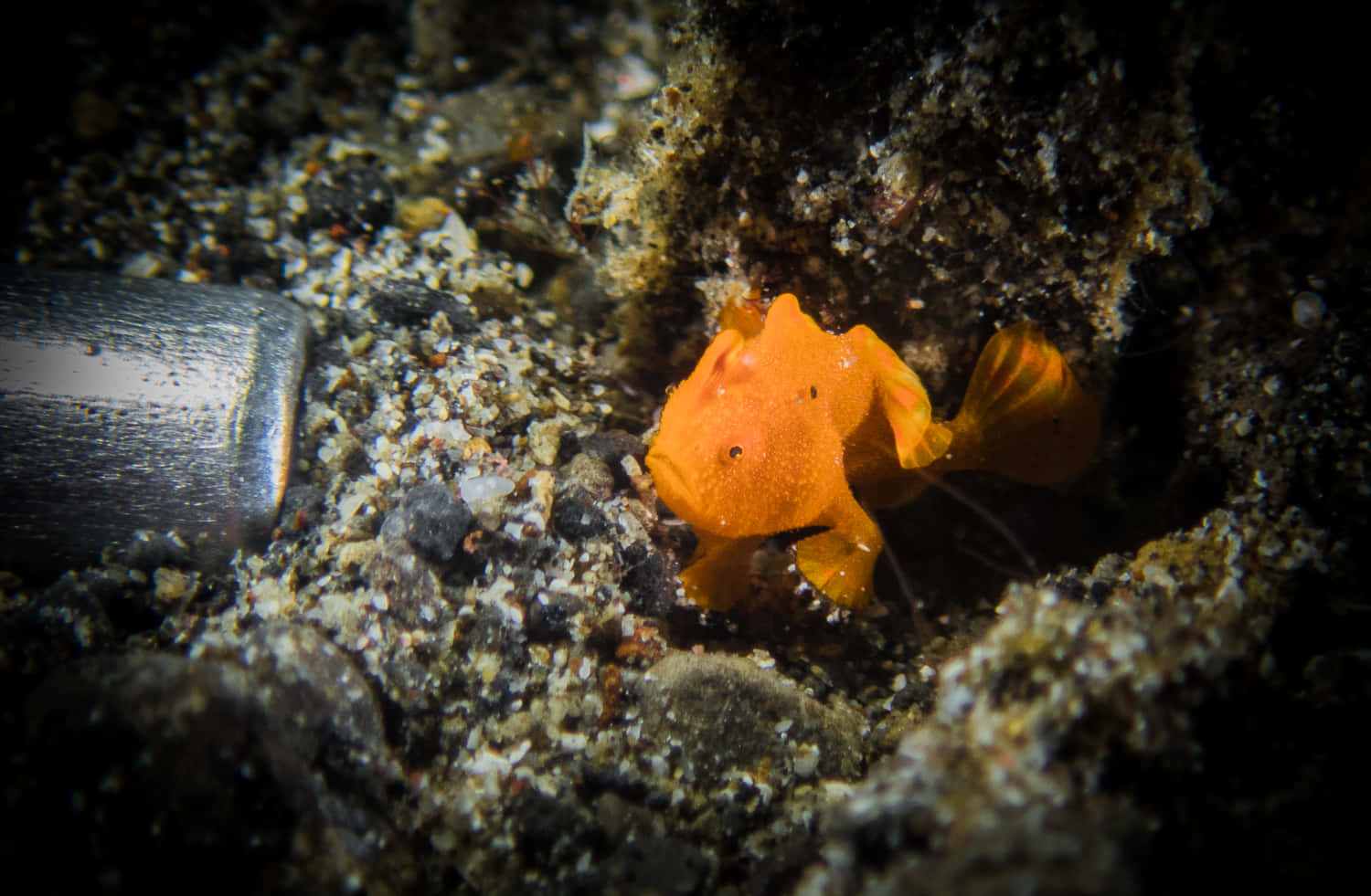 frogfish, coral refuge, bright orange, HD Desktop Wallpaper