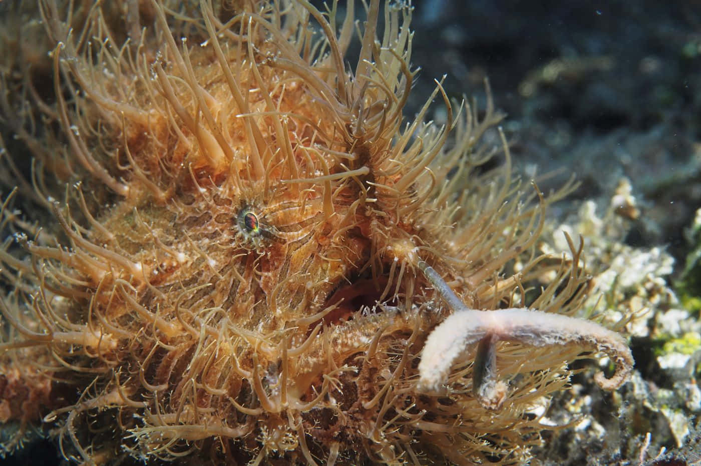 frogfish, feathery appendages, coral reef, HD Desktop Wallpaper