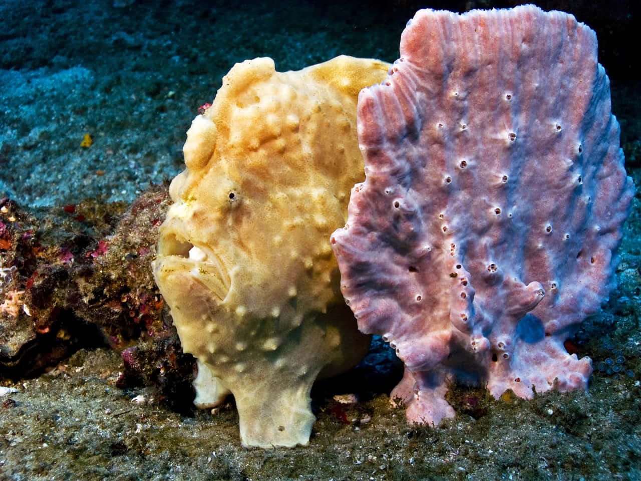 frogfish, pale yellow, pink porous coral, HD Desktop Wallpaper