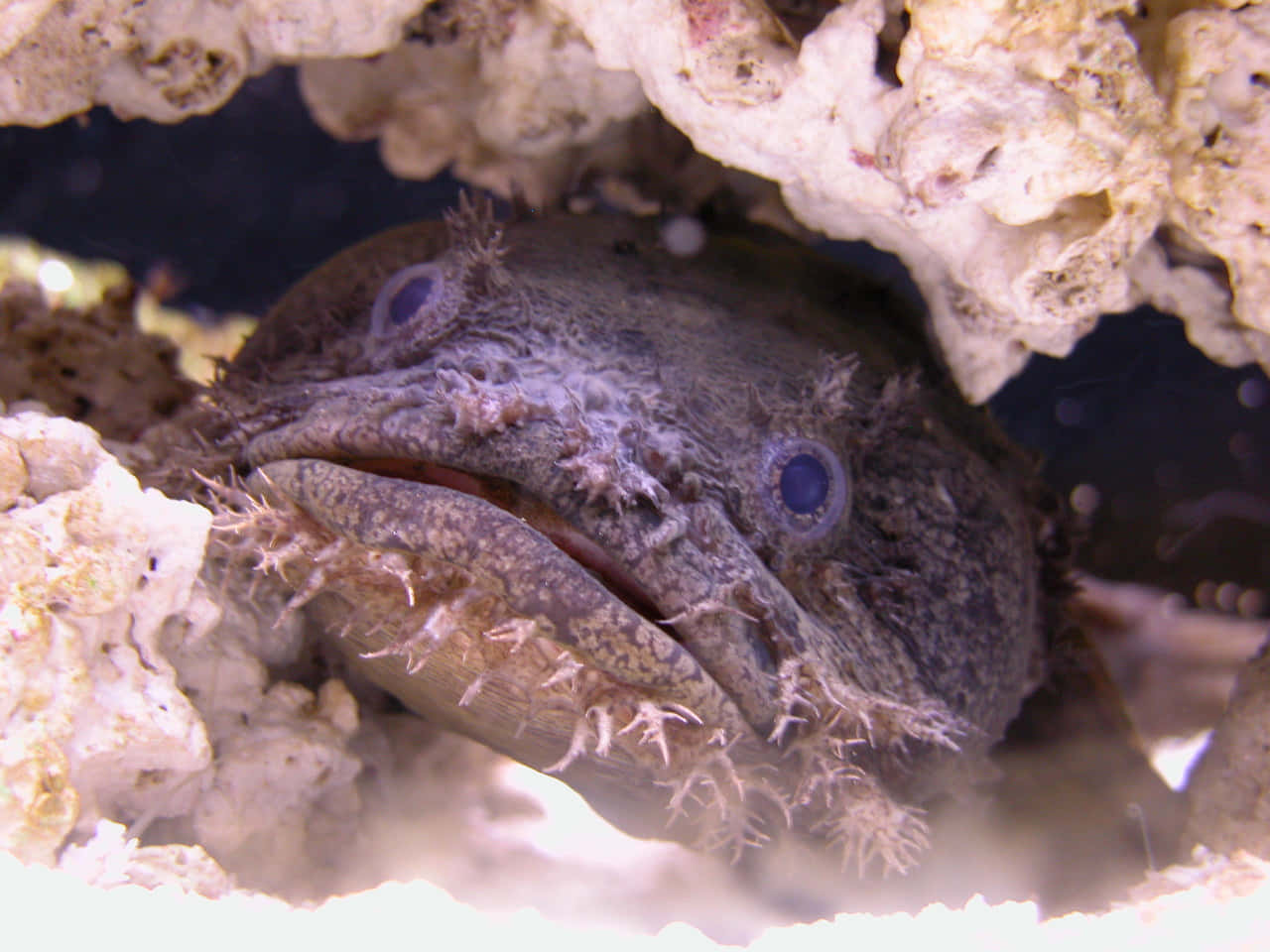 toadfish, frogfish, spiky texture, HD Desktop Wallpaper