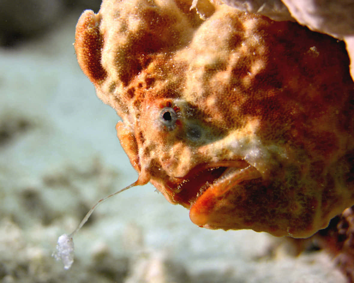 frogfish, orange, lure, SD Desktop Wallpaper