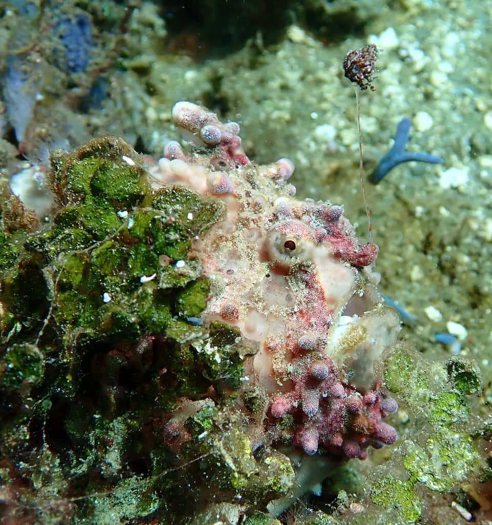 frogfish, pink and green, coral, SD Phone Wallpaper