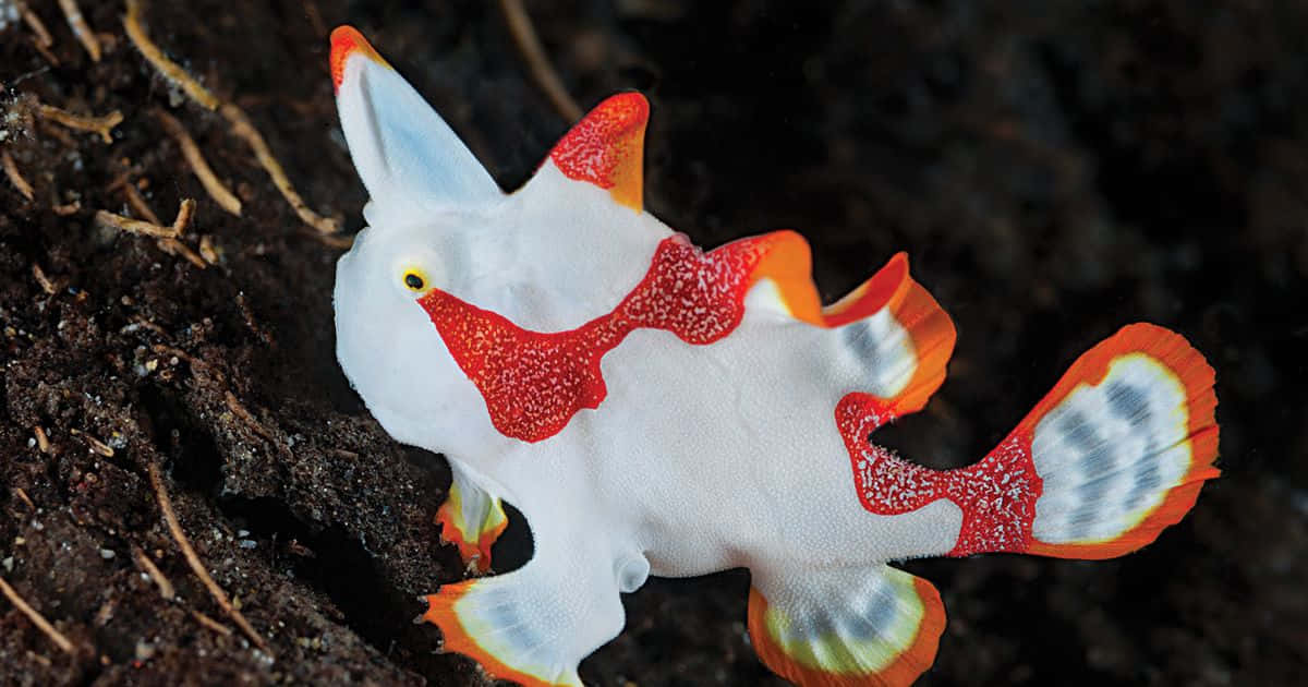colorful frogfish, white and red frogfish, speckled patterns, SD Desktop Wallpaper