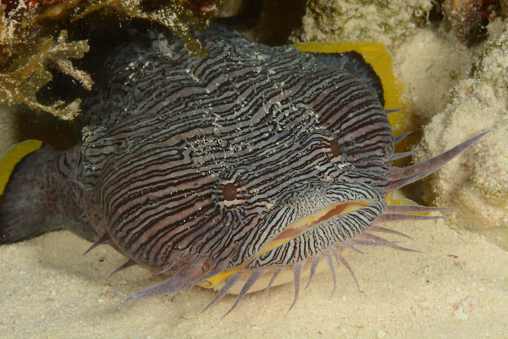 striped toadfish, sandy ocean floor, coral, SD Desktop Wallpaper