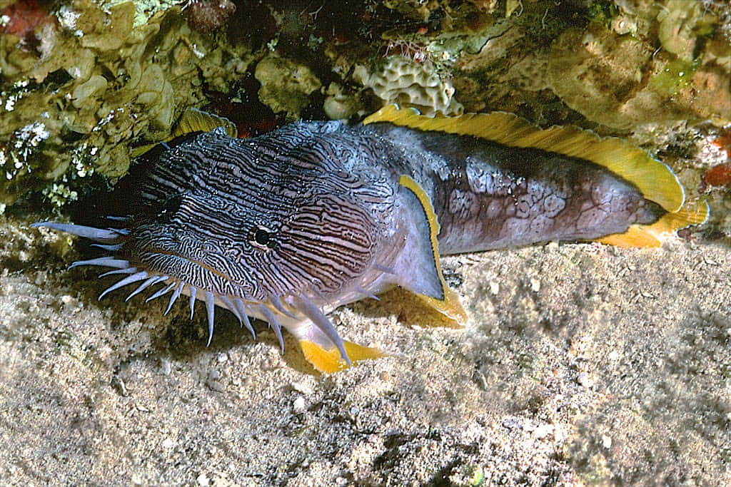 striped frogfish, yellow fins, rocky ocean floor, SD Desktop Wallpaper