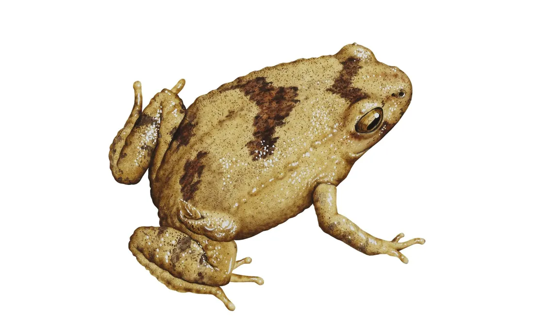 Frosch