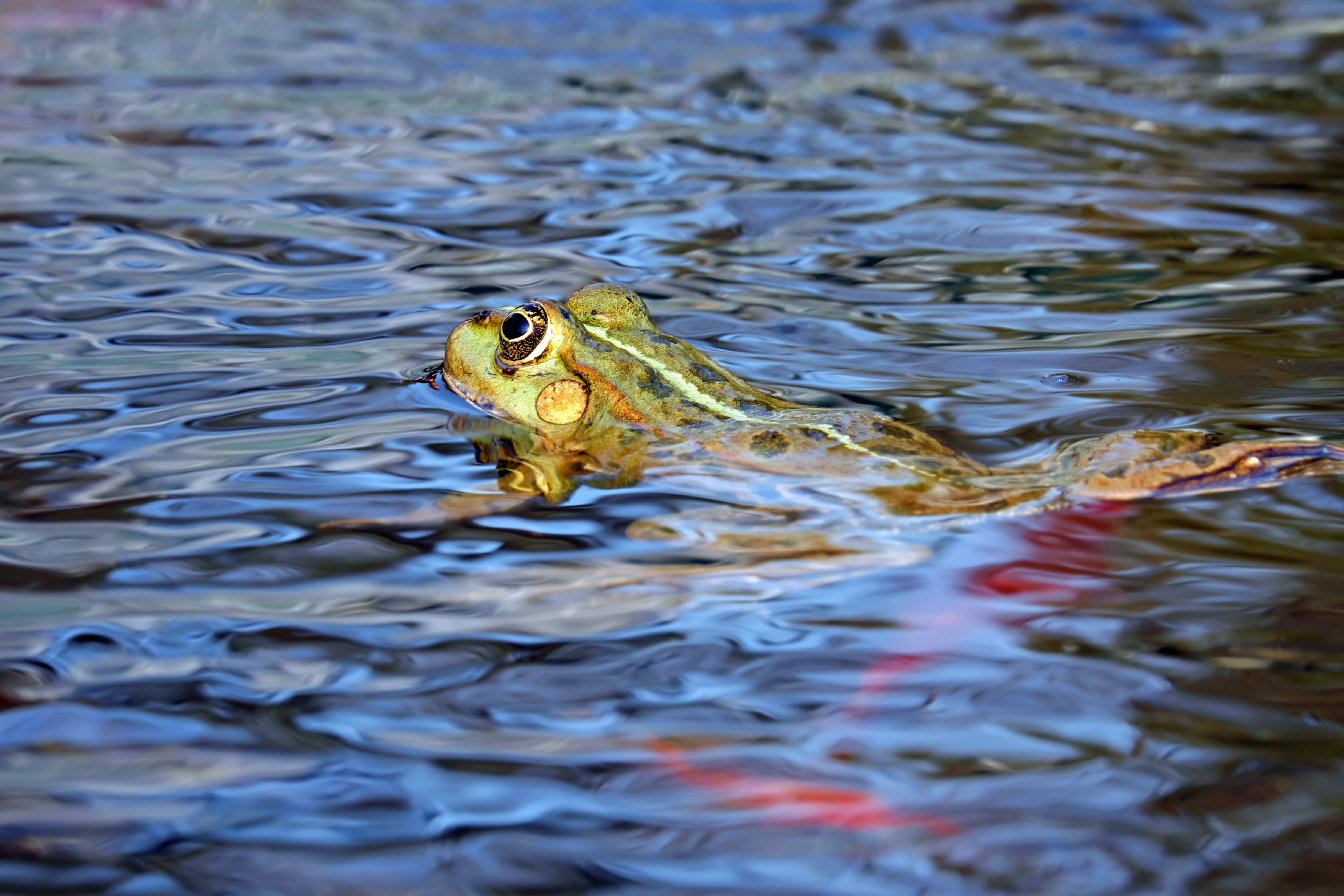 green frog, golden eyes, rippling water, 4K Desktop Wallpaper