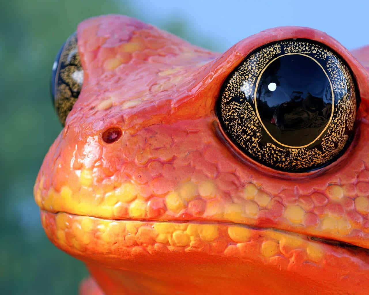 orange frog, black eyes, textured skin, HD Desktop Wallpaper