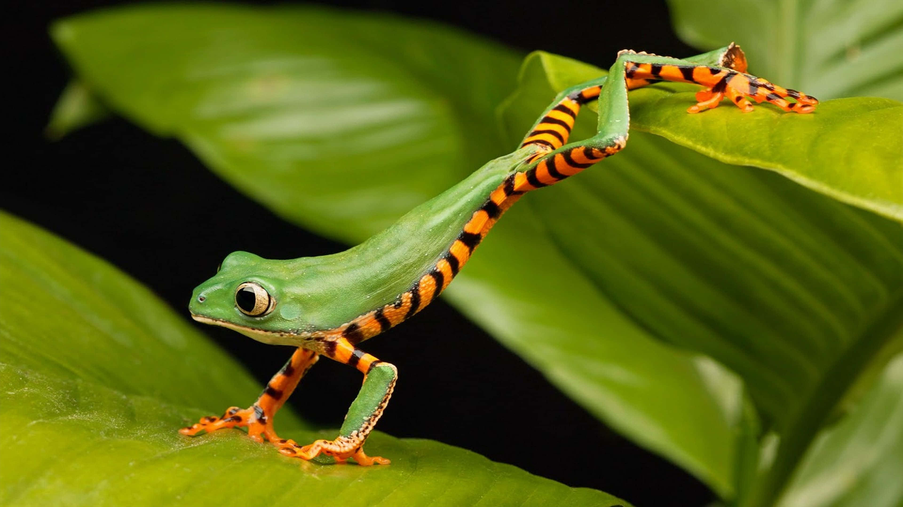 vibrant green tree frog, orange-black striped legs, lush green leaf, 4K Desktop Wallpaper