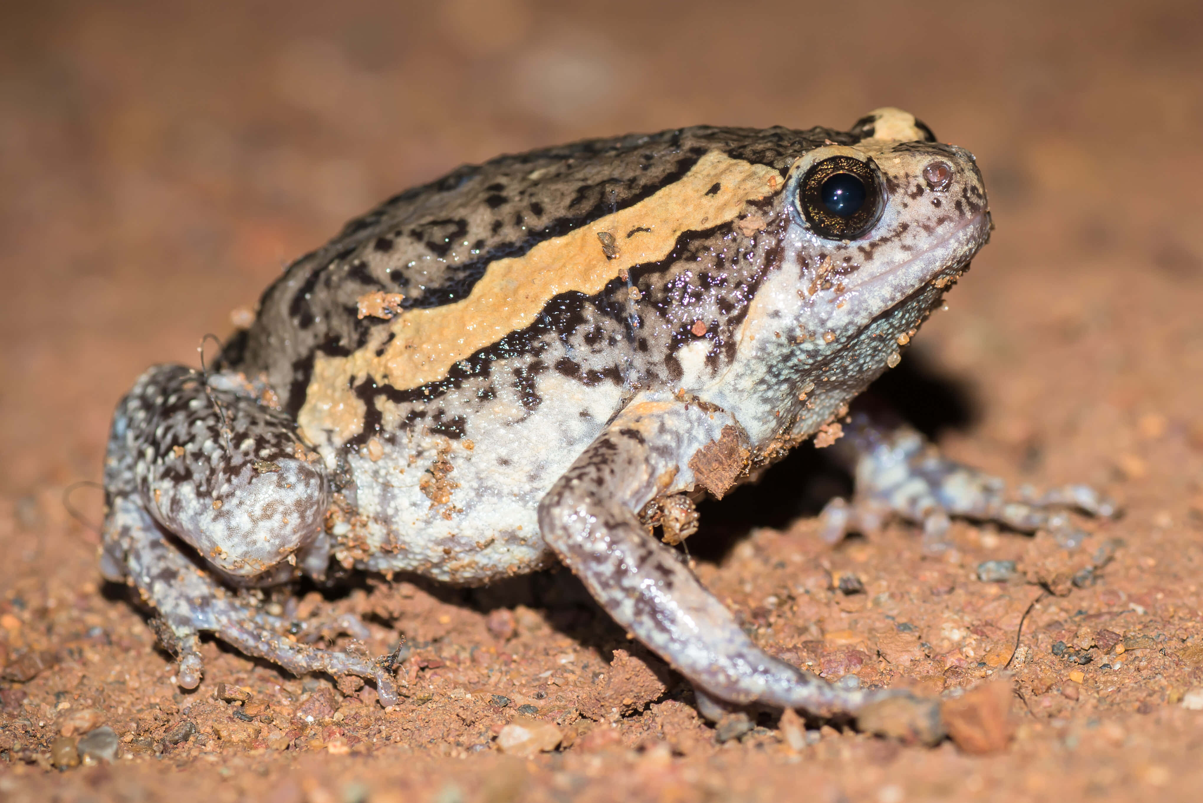 Banded Ground Frog, reddish brown dirt, black white and tan markings, 4K Desktop Wallpaper