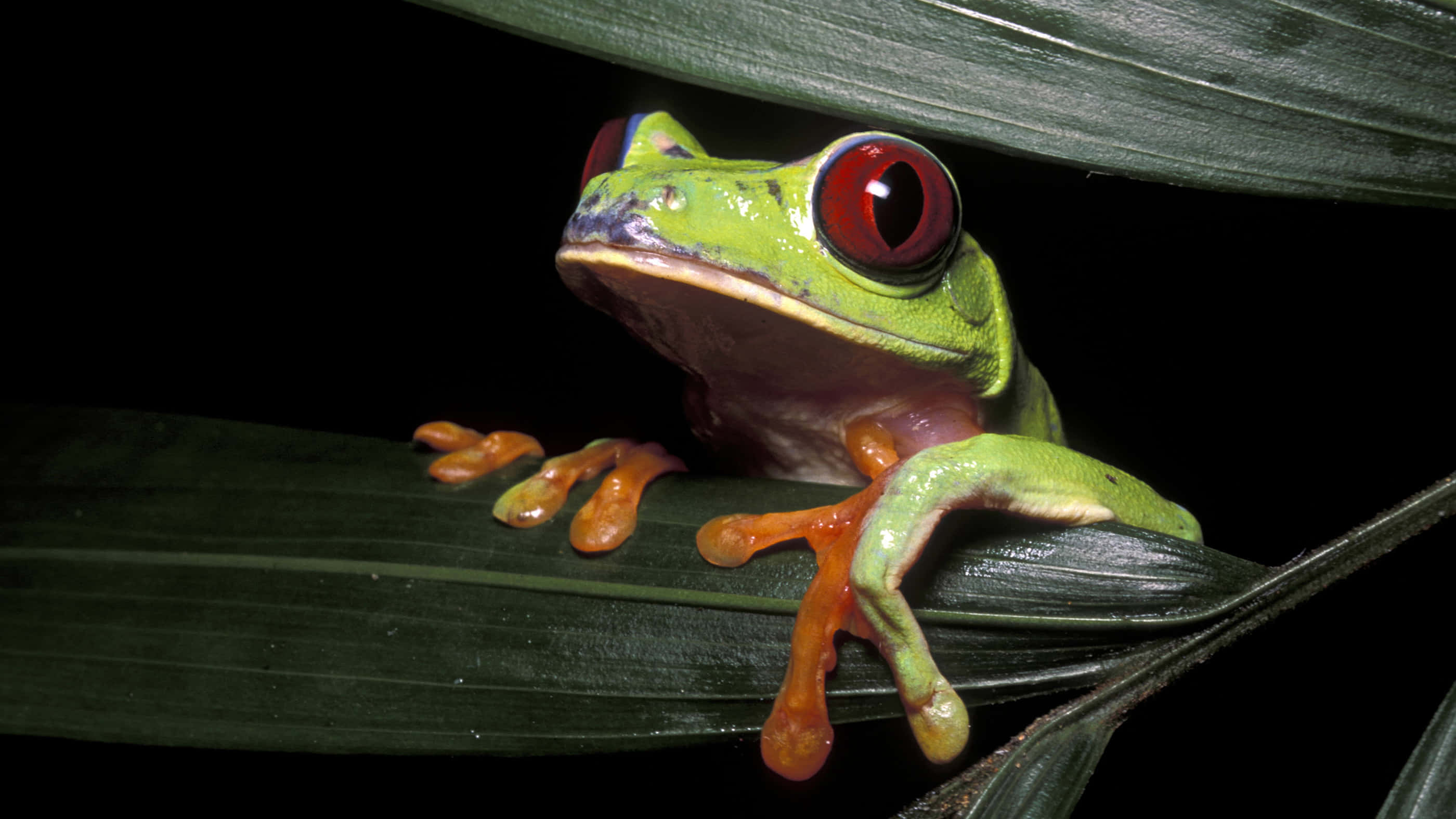 red eyed tree frog, dark green leaf, black background, 2K Desktop Wallpaper