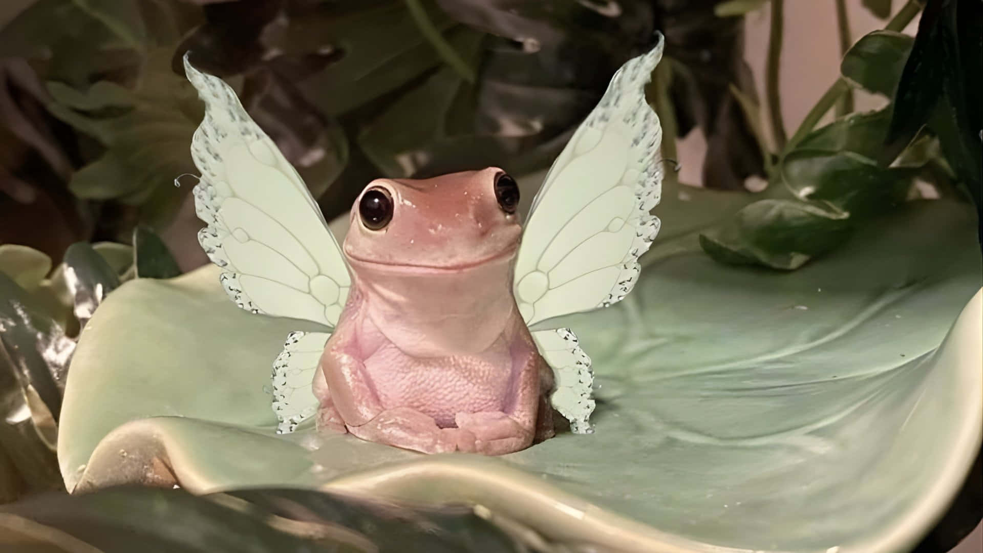 pink frog, white butterfly wings, pale green ceramic leaf, Full HD Desktop Wallpaper