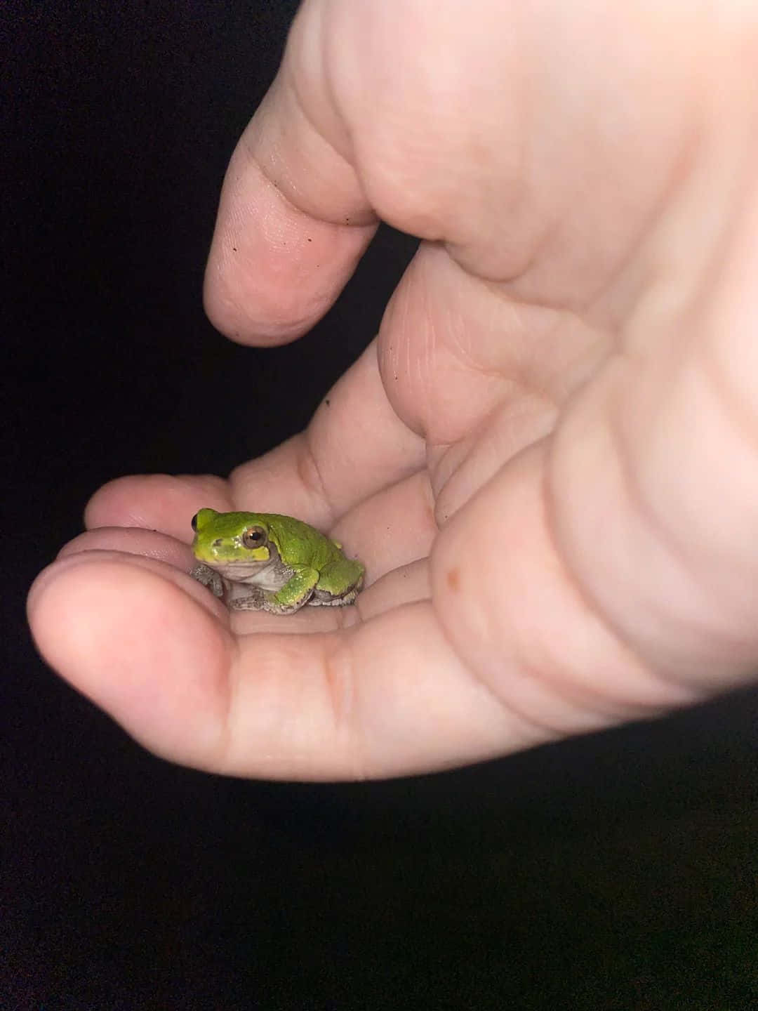 tiny green tree frog, palm of a human hand, stark black background, HD Phone Wallpaper