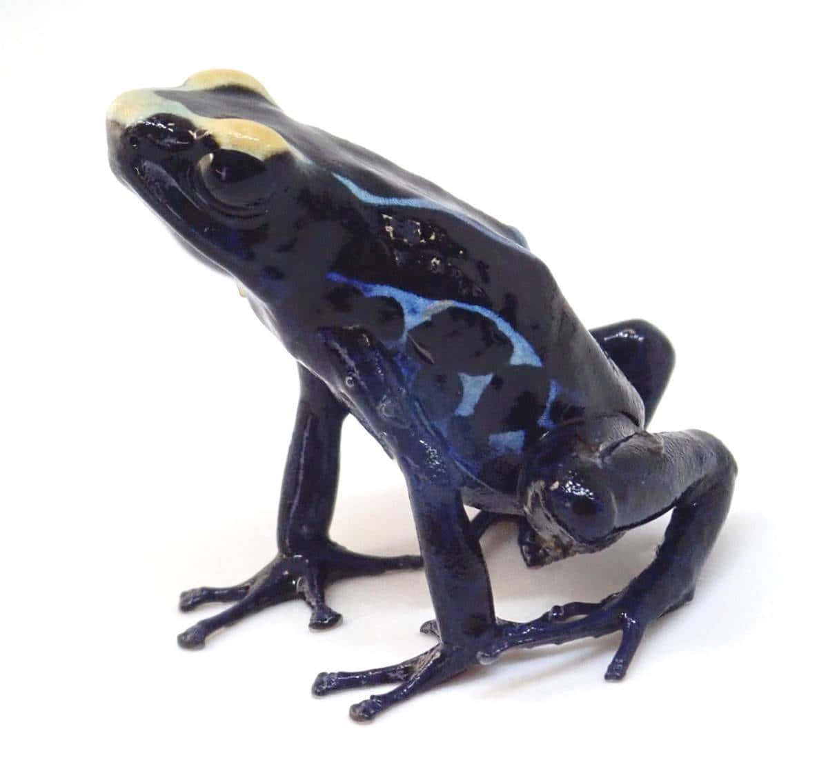 glossy black, poison dart frog, vibrant blue stripes, SD Desktop Wallpaper