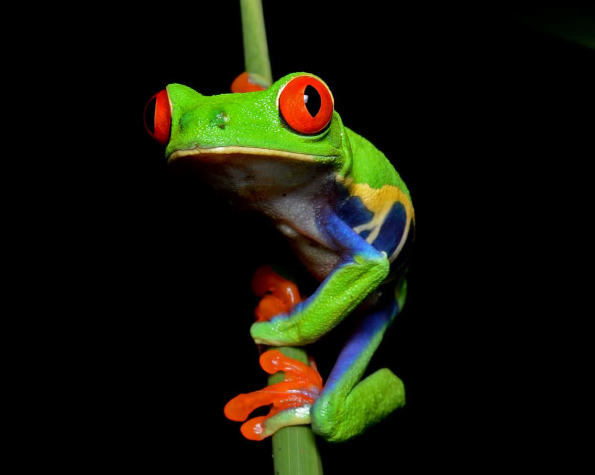 vibrant red-eyed tree frog, green stem, stark black background, SD Desktop Wallpaper