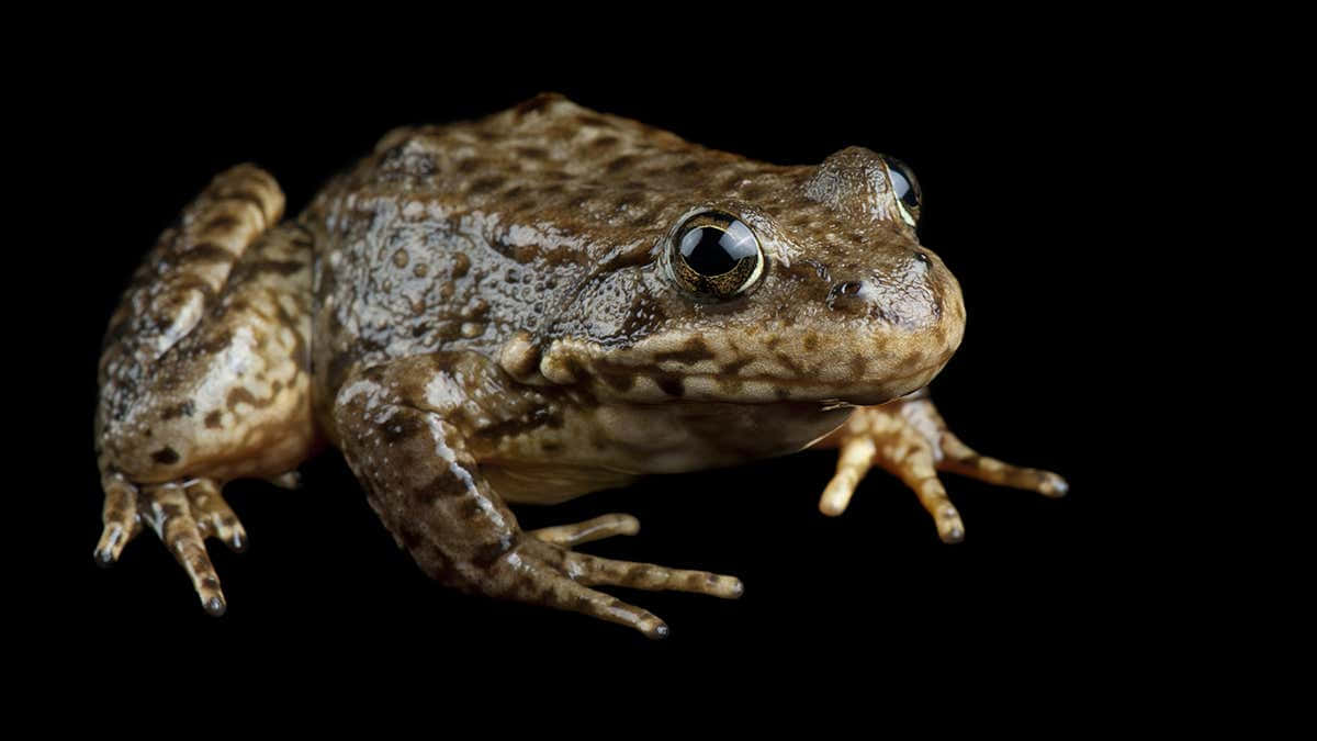 brown frog, large dark eyes, pure black background, SD Desktop Wallpaper